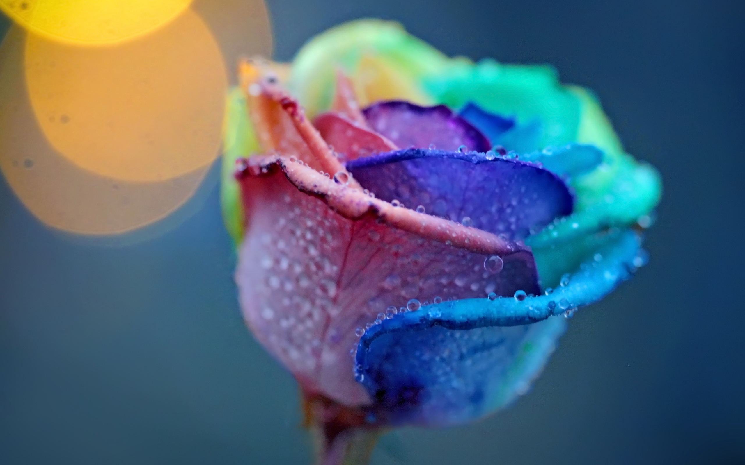 Разноцветные лепестки роз
