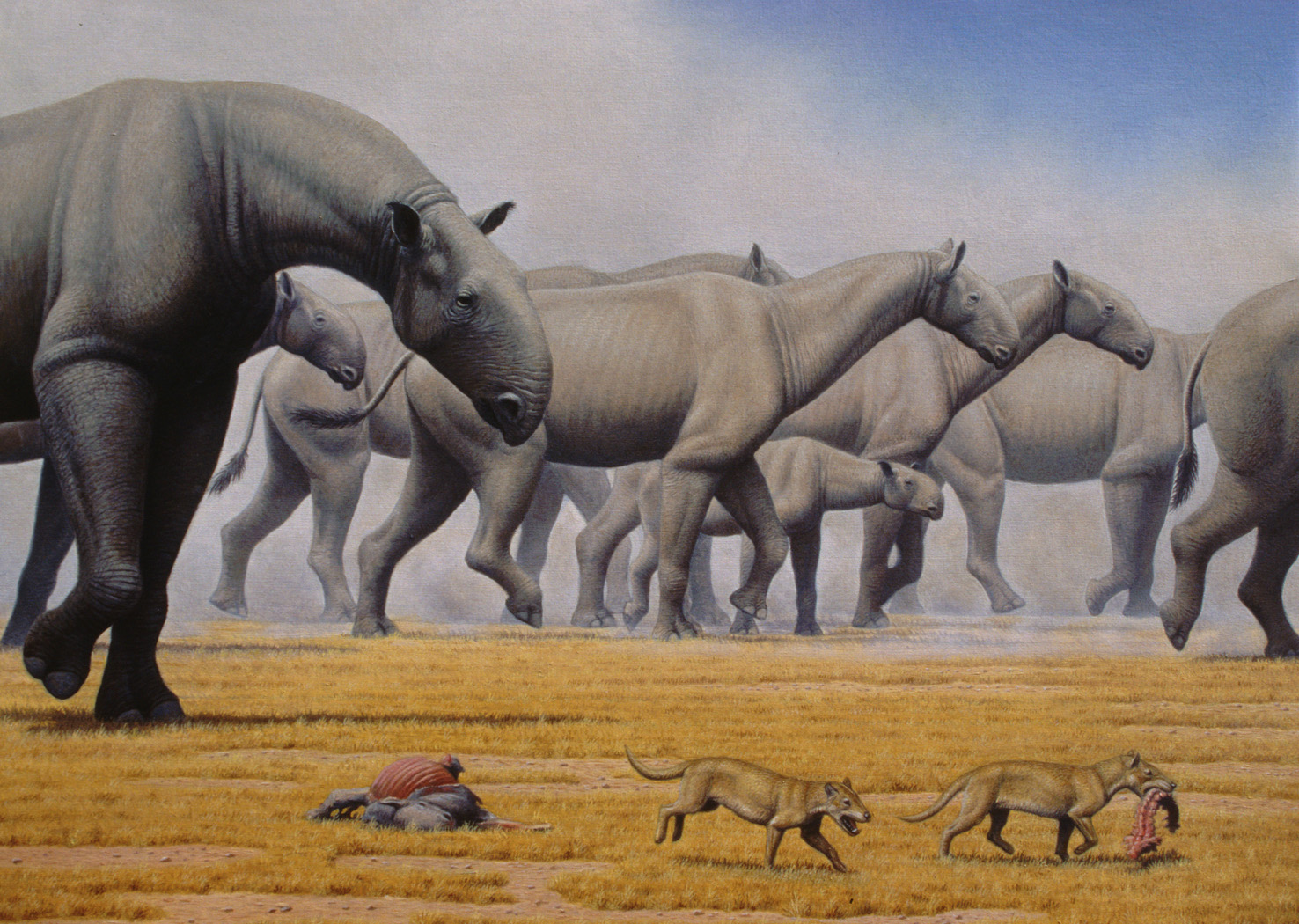 Крупнейших млекопитающих на земле. Безрогий носорог – индрикотерия. Парацератерий и Индрикотерий. Гигантский носорог Индрикотерий. Палеоген Индрикотерий.