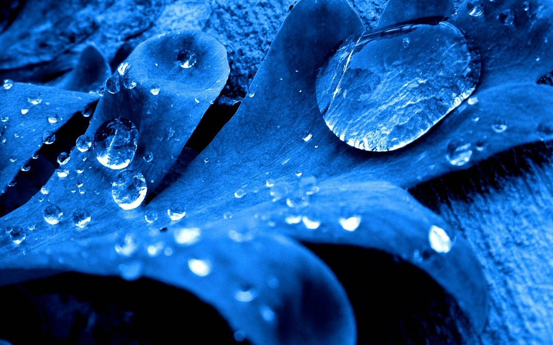macro, blue, nature, water, water drop, earth