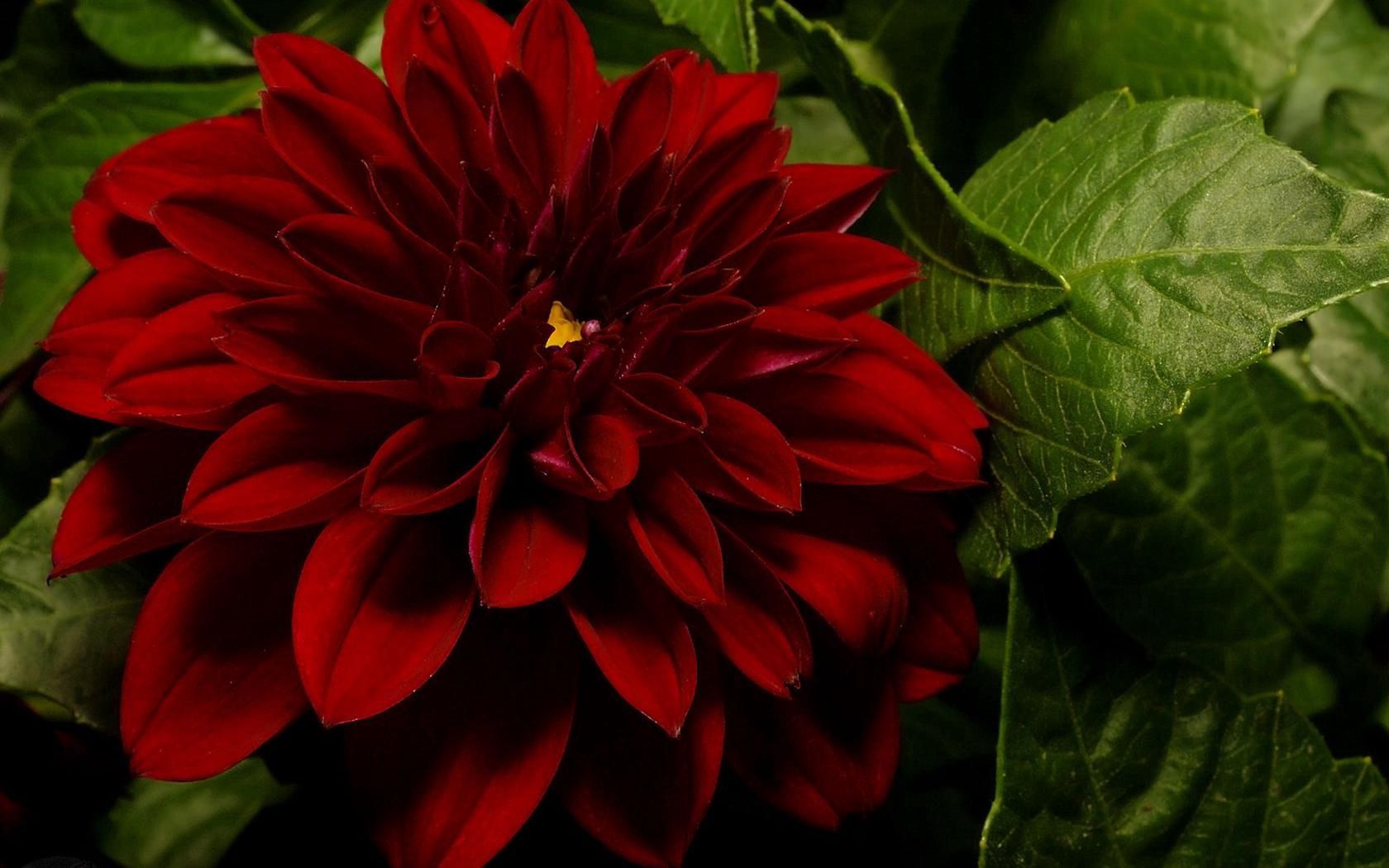 Laden Sie das Blätter, Dahlie, Dahlia, Blumen, Nahaufnahme-Bild kostenlos auf Ihren PC-Desktop herunter