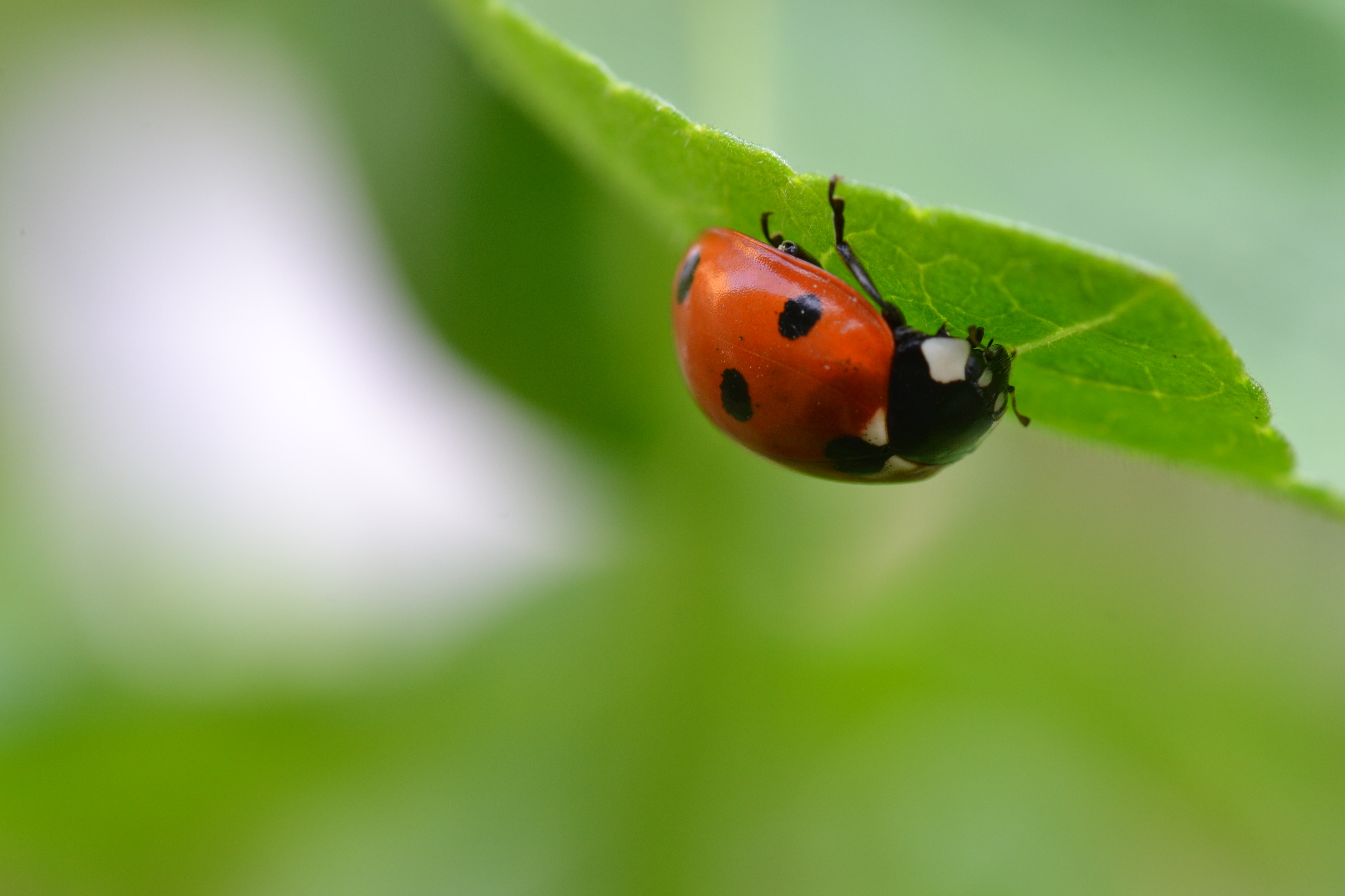 Laden Sie das Unschärfe, Glatt, Ladybird, Makro, Blatt, Insekt, Marienkäfer-Bild kostenlos auf Ihren PC-Desktop herunter