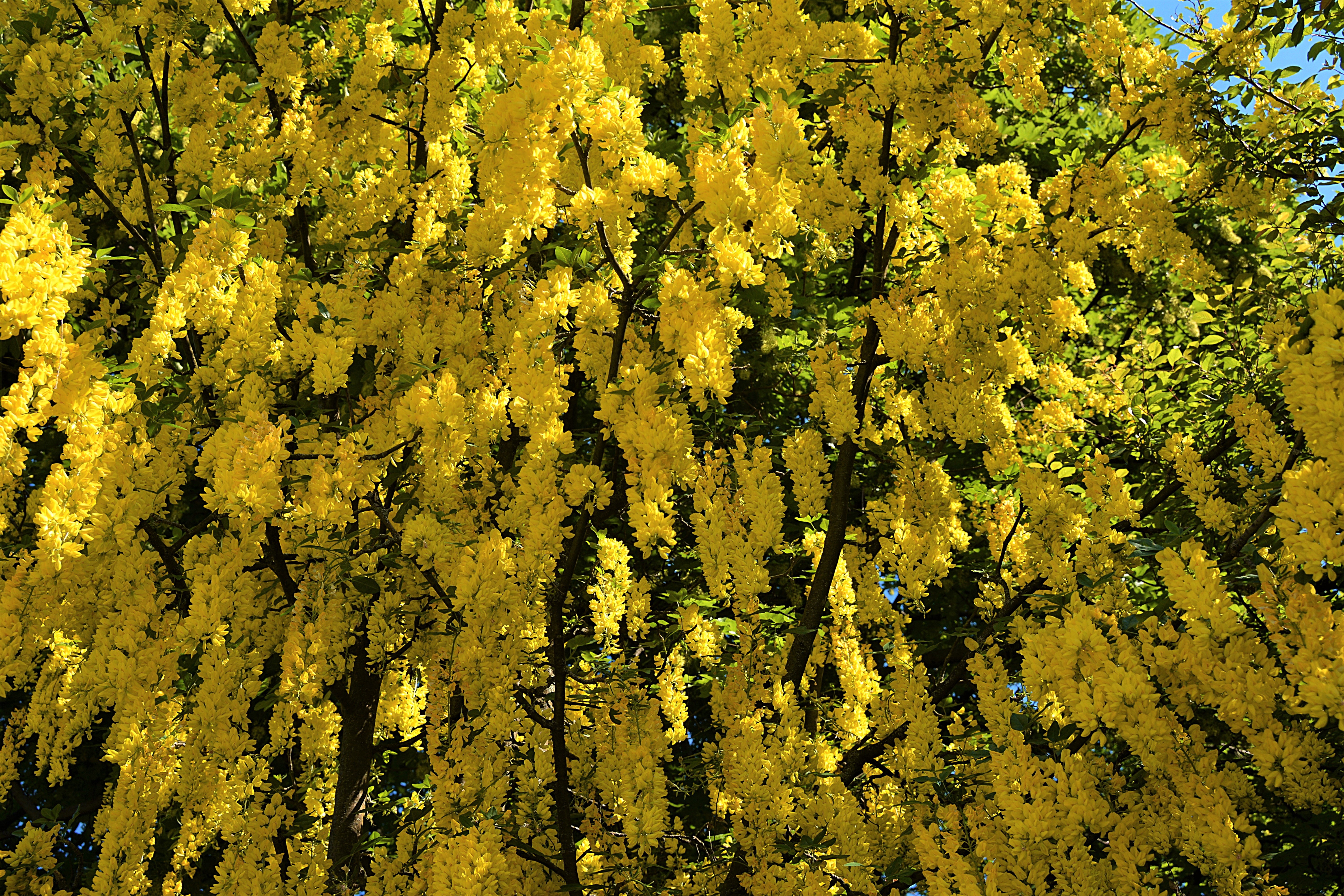 Какие кусты цветут желтыми цветами названия и фото
