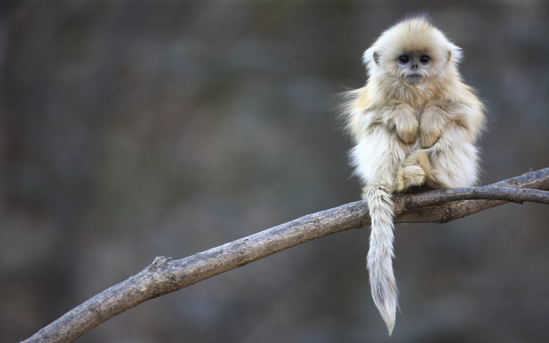 Golden Snub Nosed Monkey Cell Phone Wallpapers