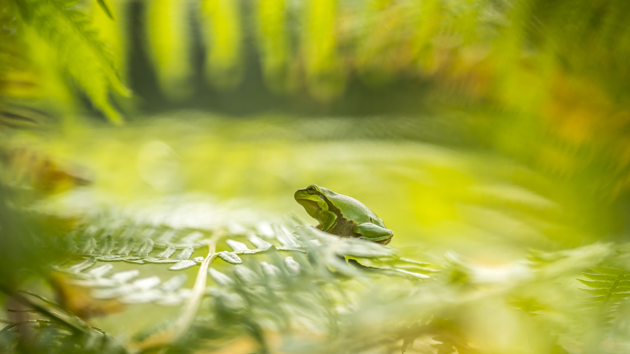 Лягушка на зеленом фоне