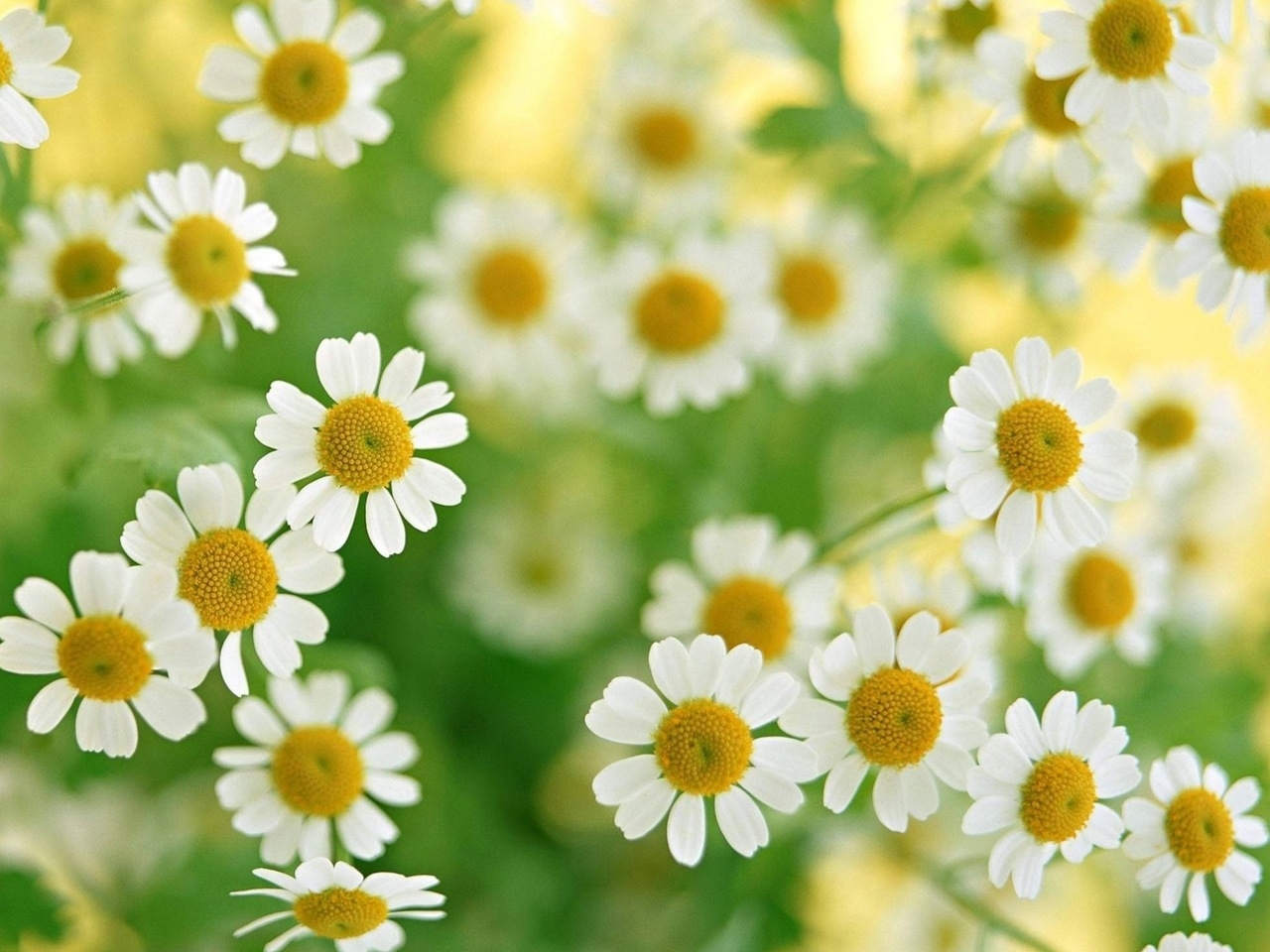Download mobile wallpaper Plants, Camomile, Flowers for free.