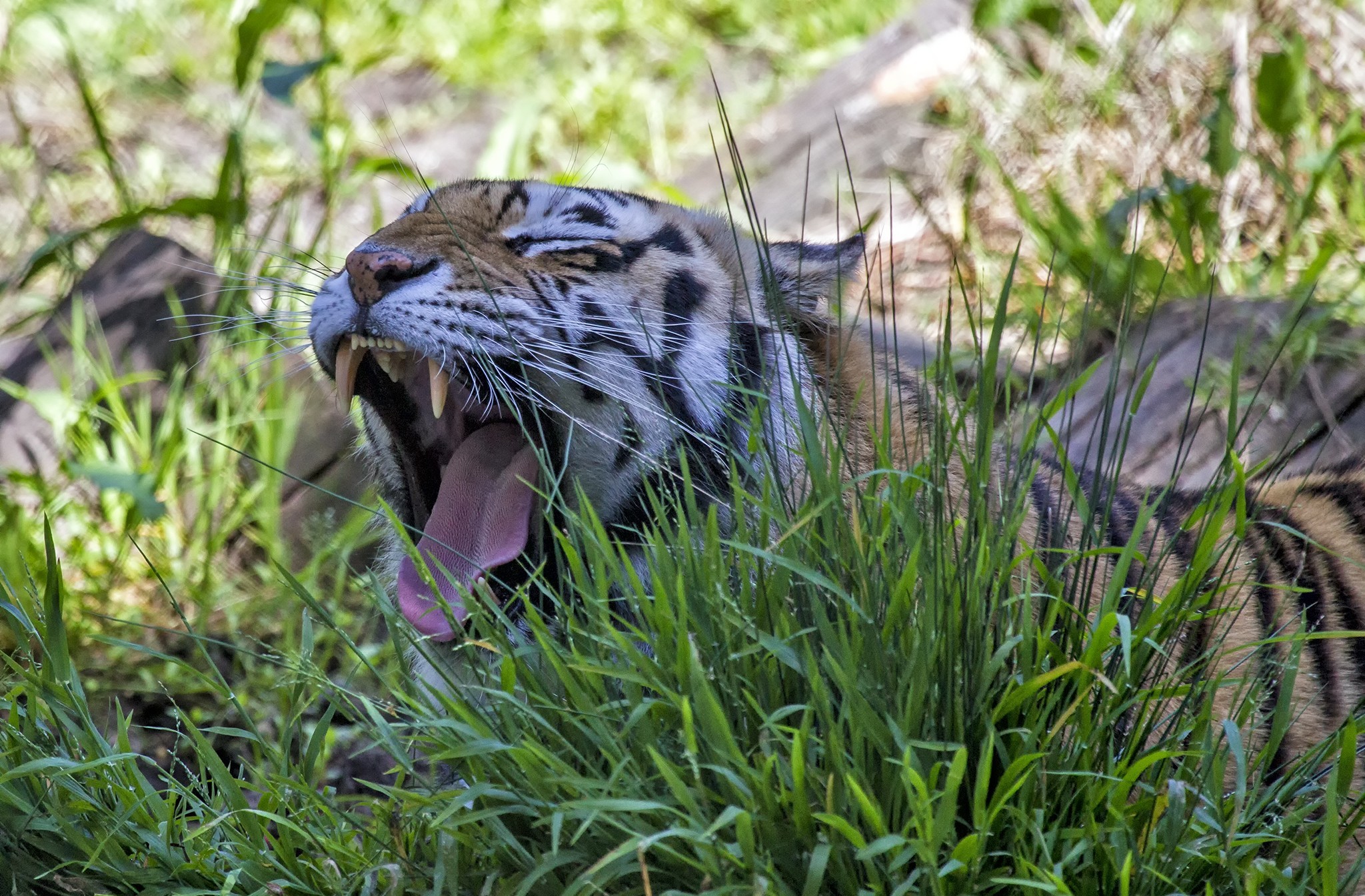 animal, tiger, yawn, cats HD wallpaper