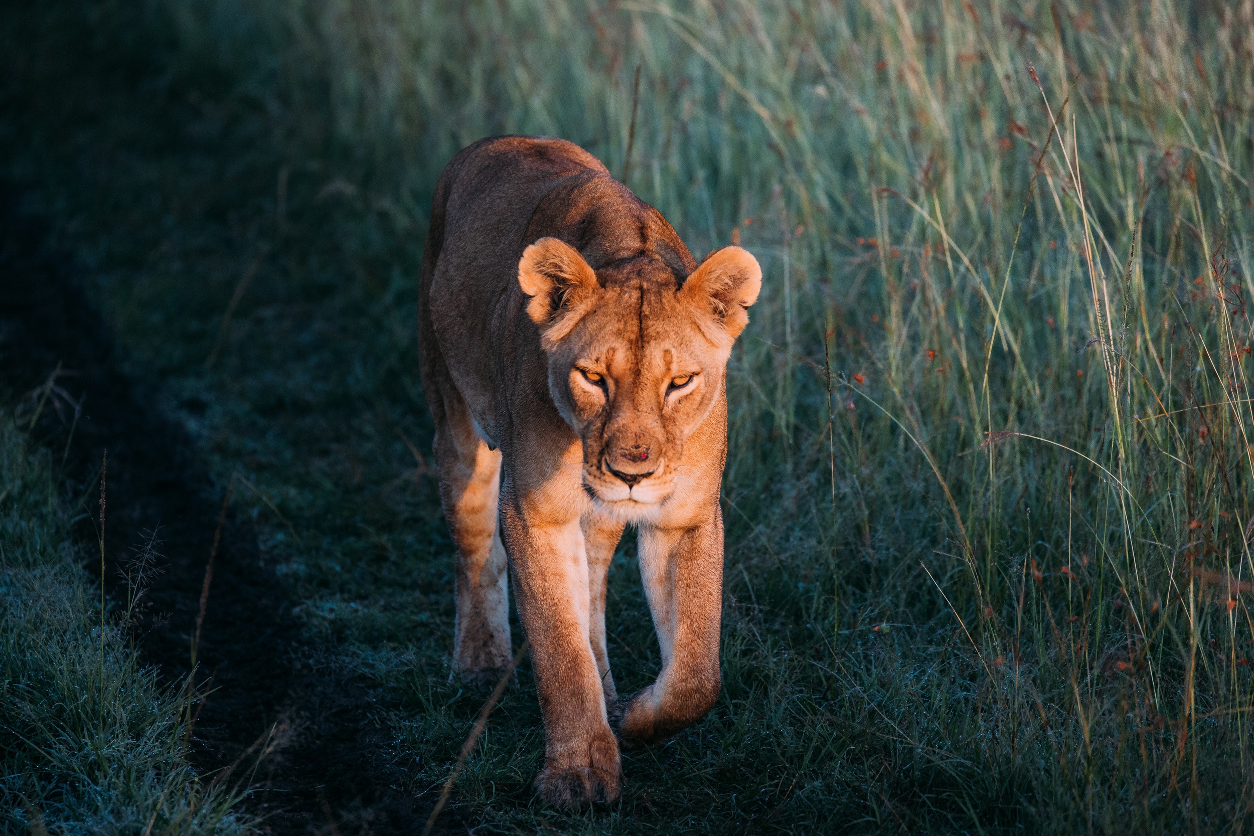 Download Lion Lioness for desktop or mobile device Make your device cooler  and more beautiful  Lion images Animals wild Lions photos