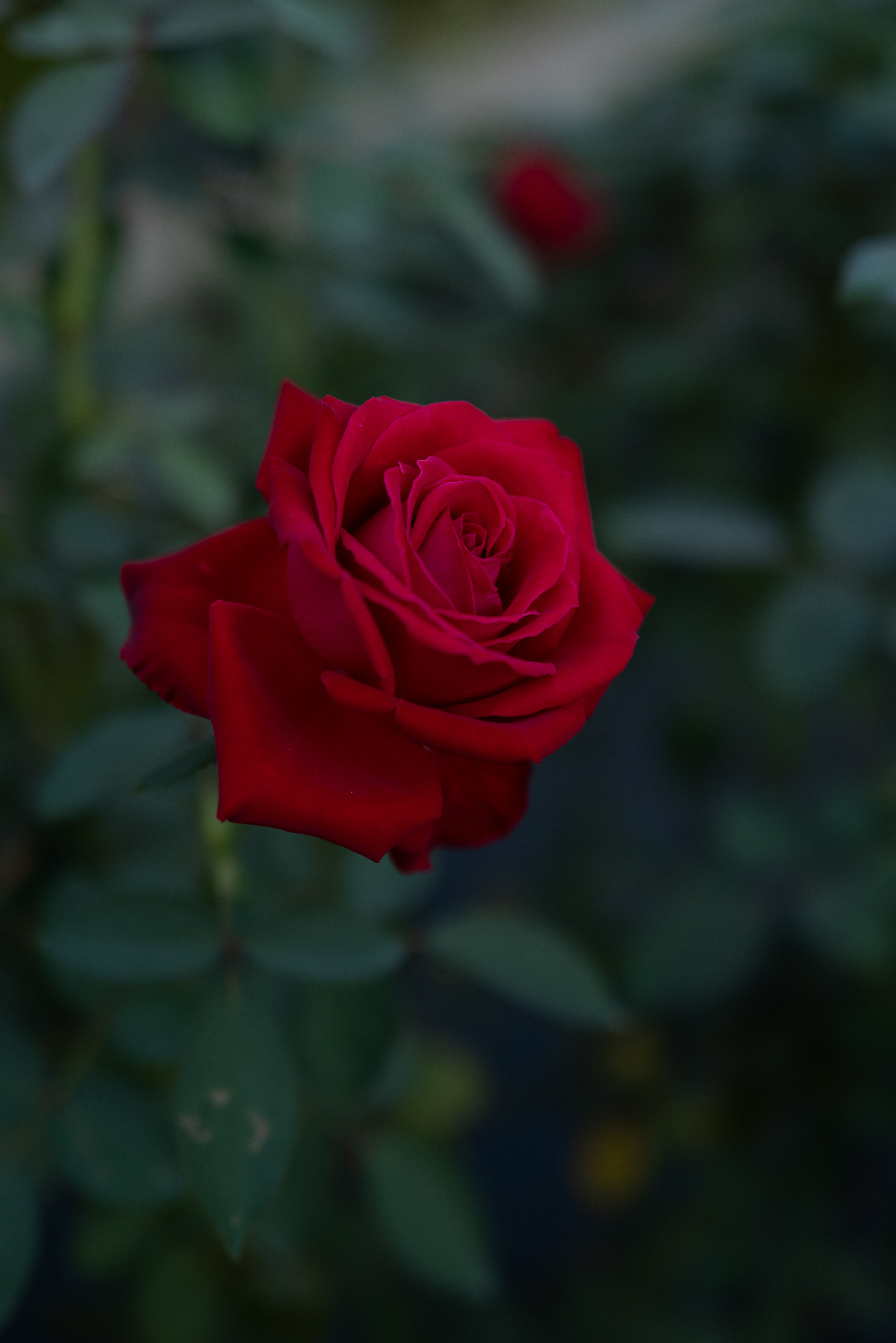 Скачать картинку Красный, Роза, Цветок, Растение, Цветы в телефон бесплатно.