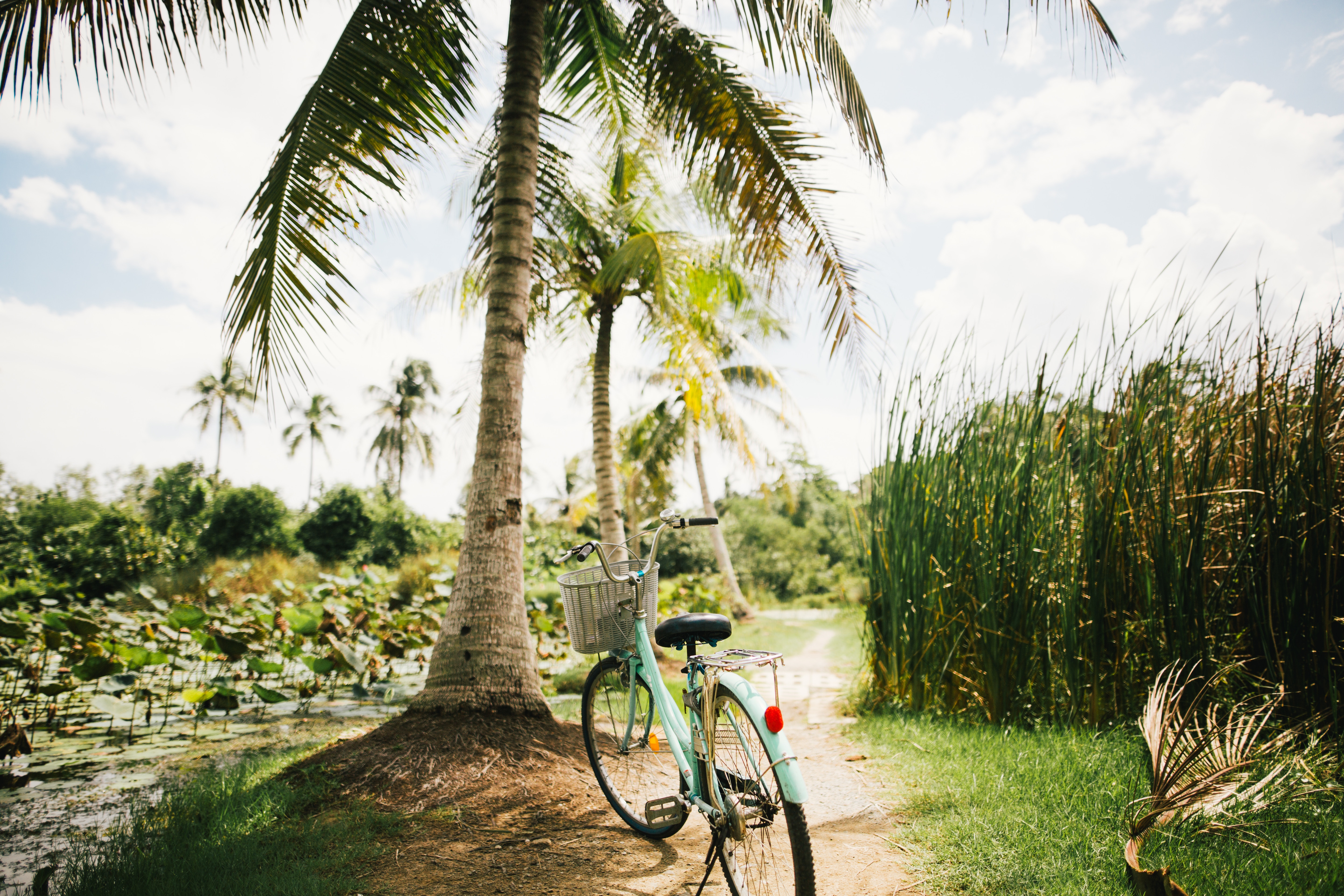 tropics, palms, miscellanea, miscellaneous, sunlight, bicycle download HD wallpaper