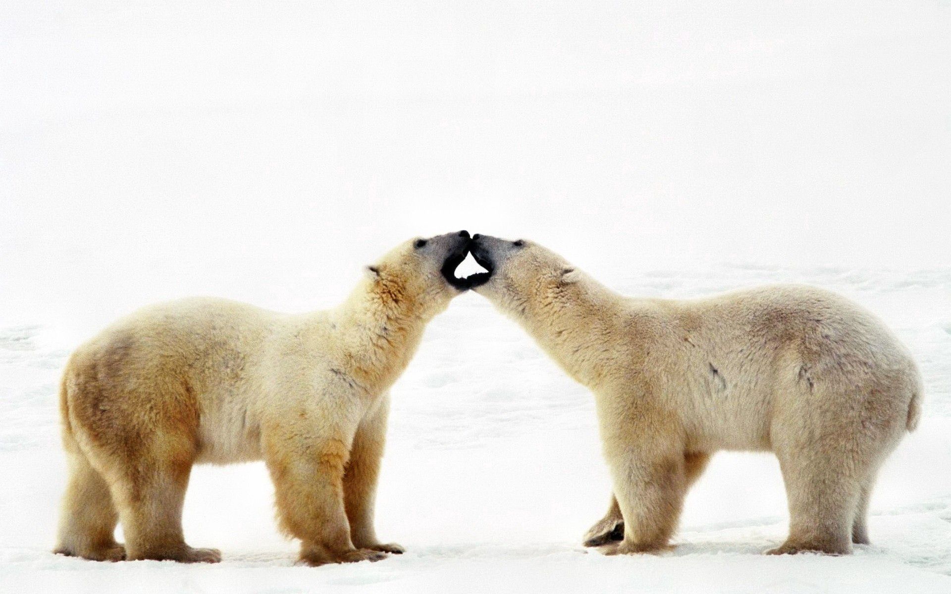 109059 baixar imagens animais, casal, par, suportar, urso, uma família, família, cuidado, ternura, urso polar - papéis de parede e protetores de tela gratuitamente