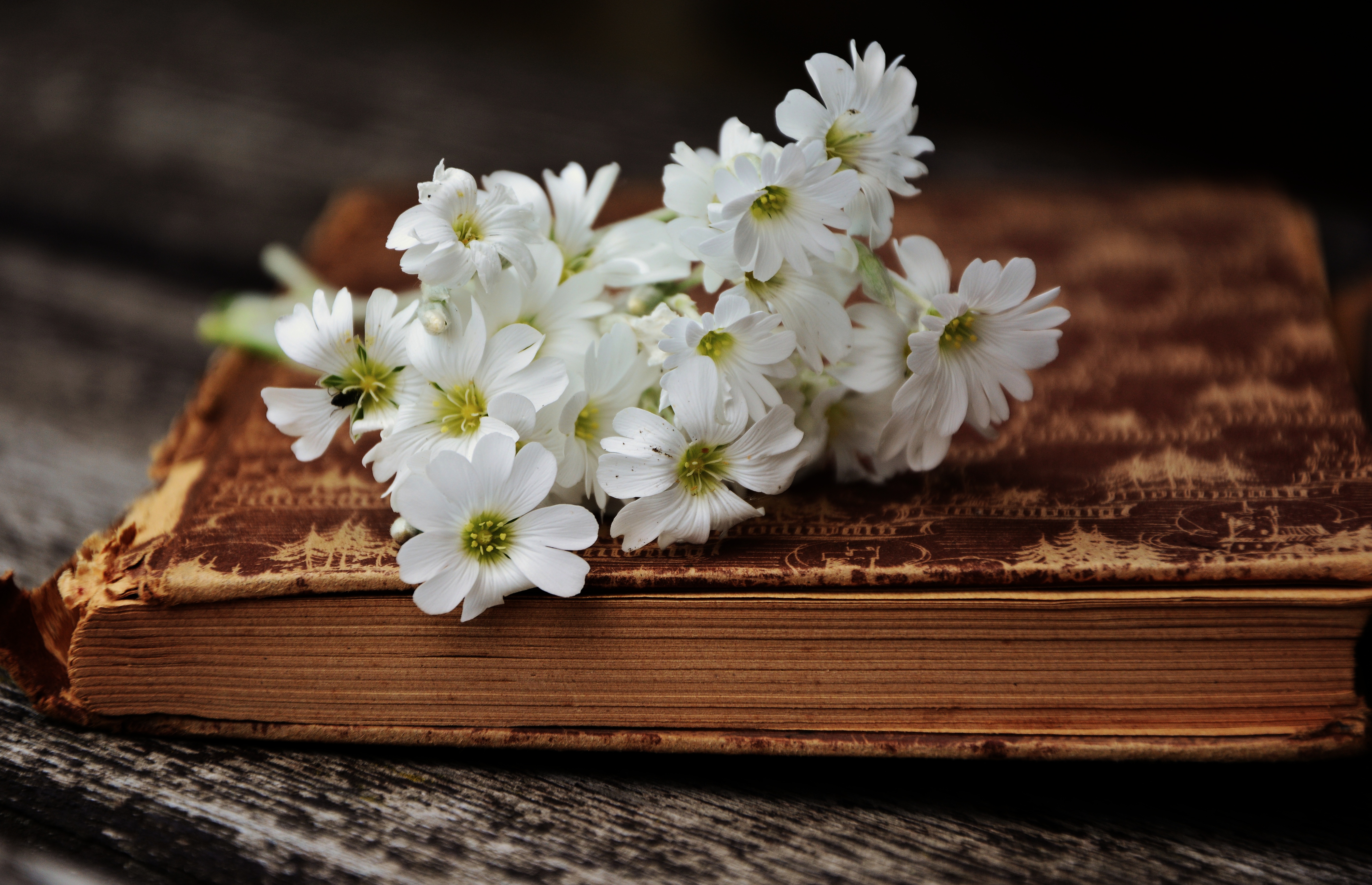 Цветы и книги фото красивые