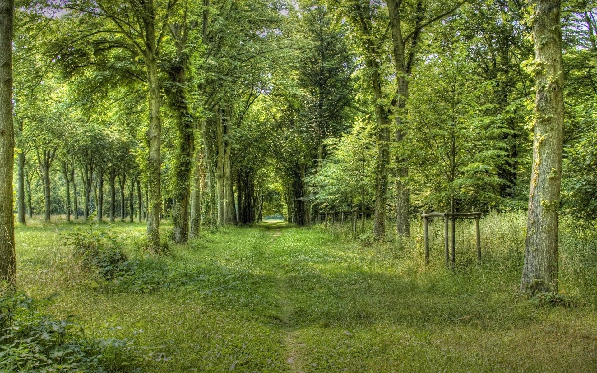 Парк Царицыно лес