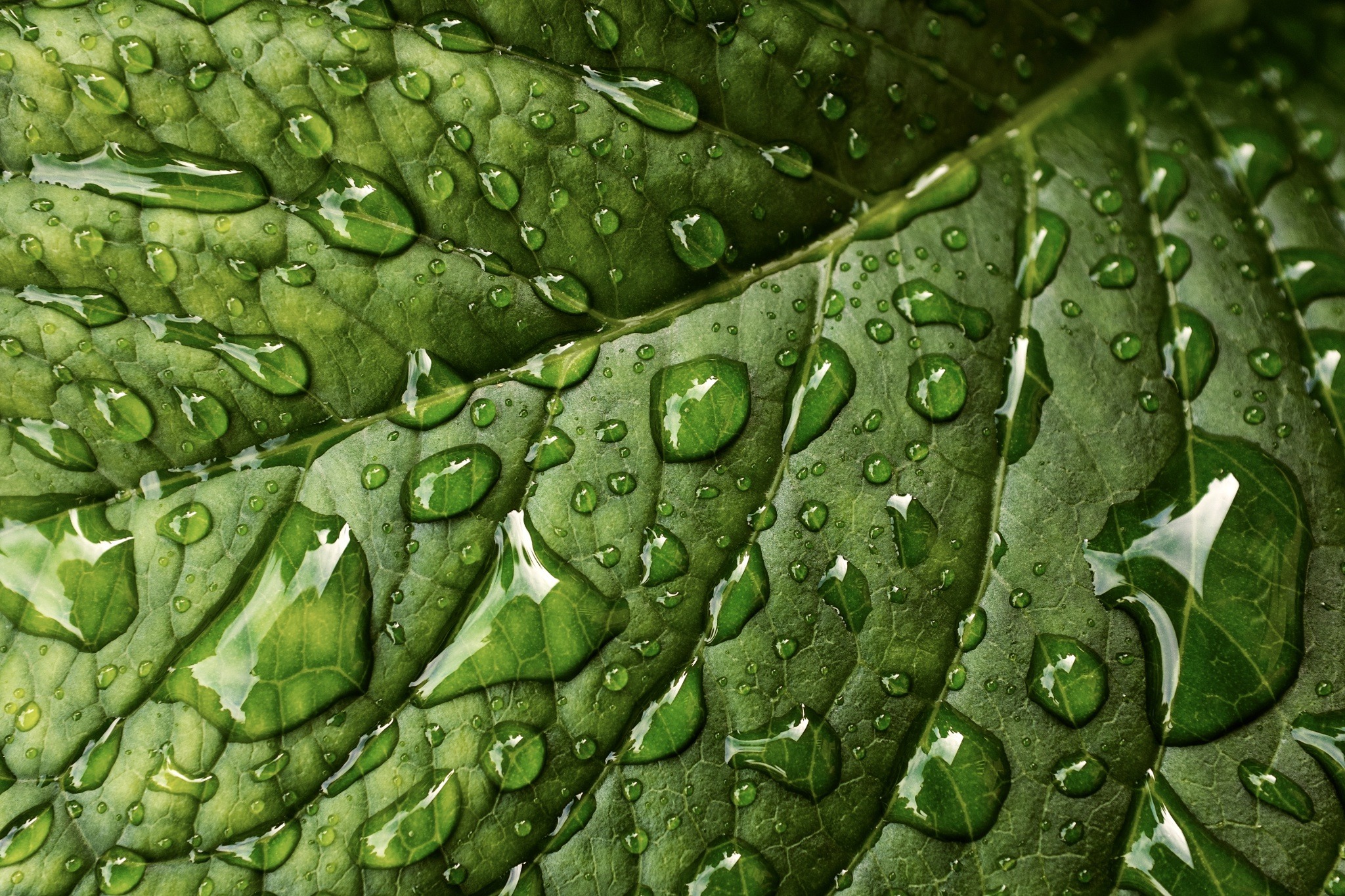 853239 free download Green wallpapers for phone,  Green images and screensavers for mobile