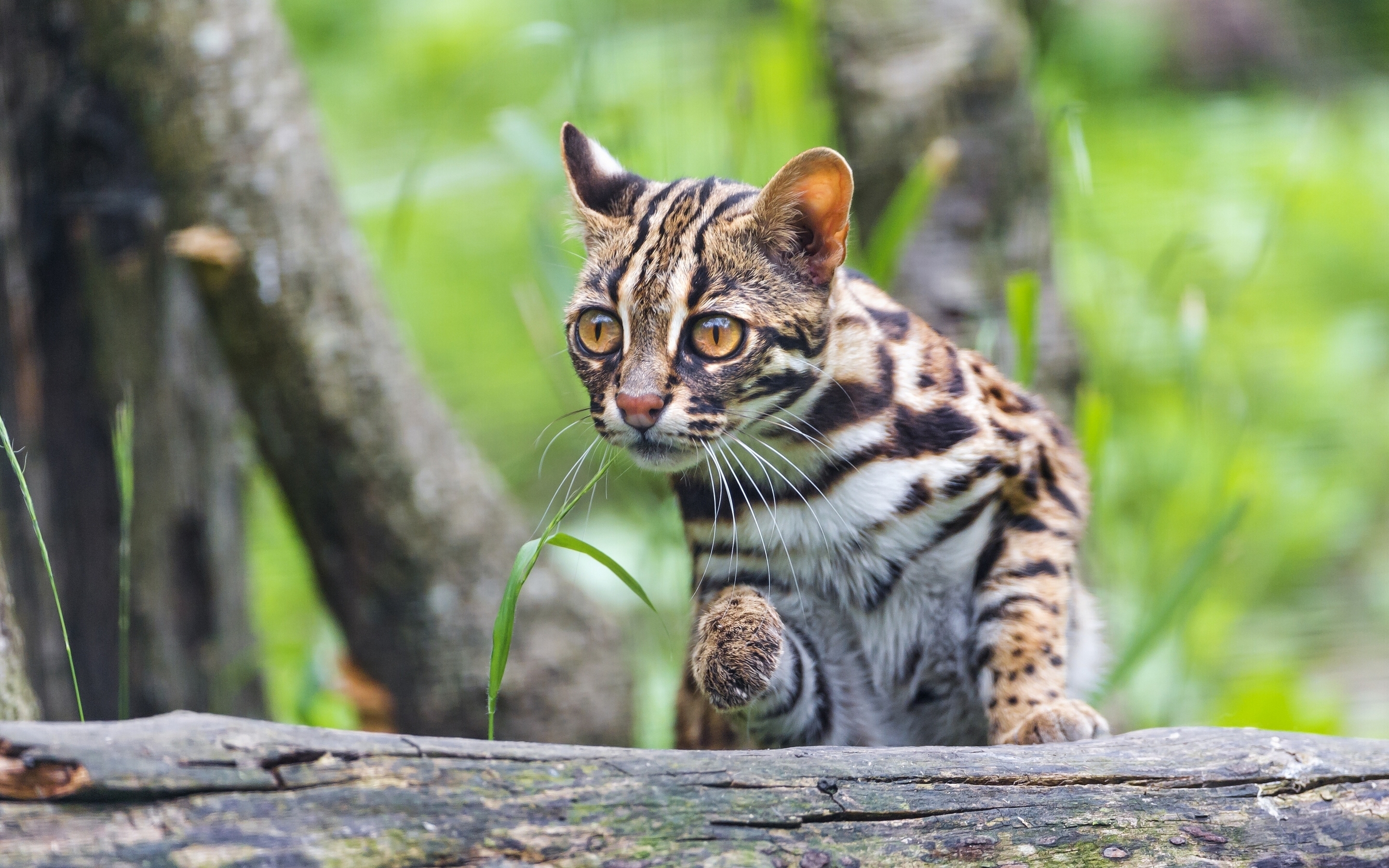 999655 Hintergrundbild herunterladen tiere, wilde katze, katze, leopard katze - Bildschirmschoner und Bilder kostenlos