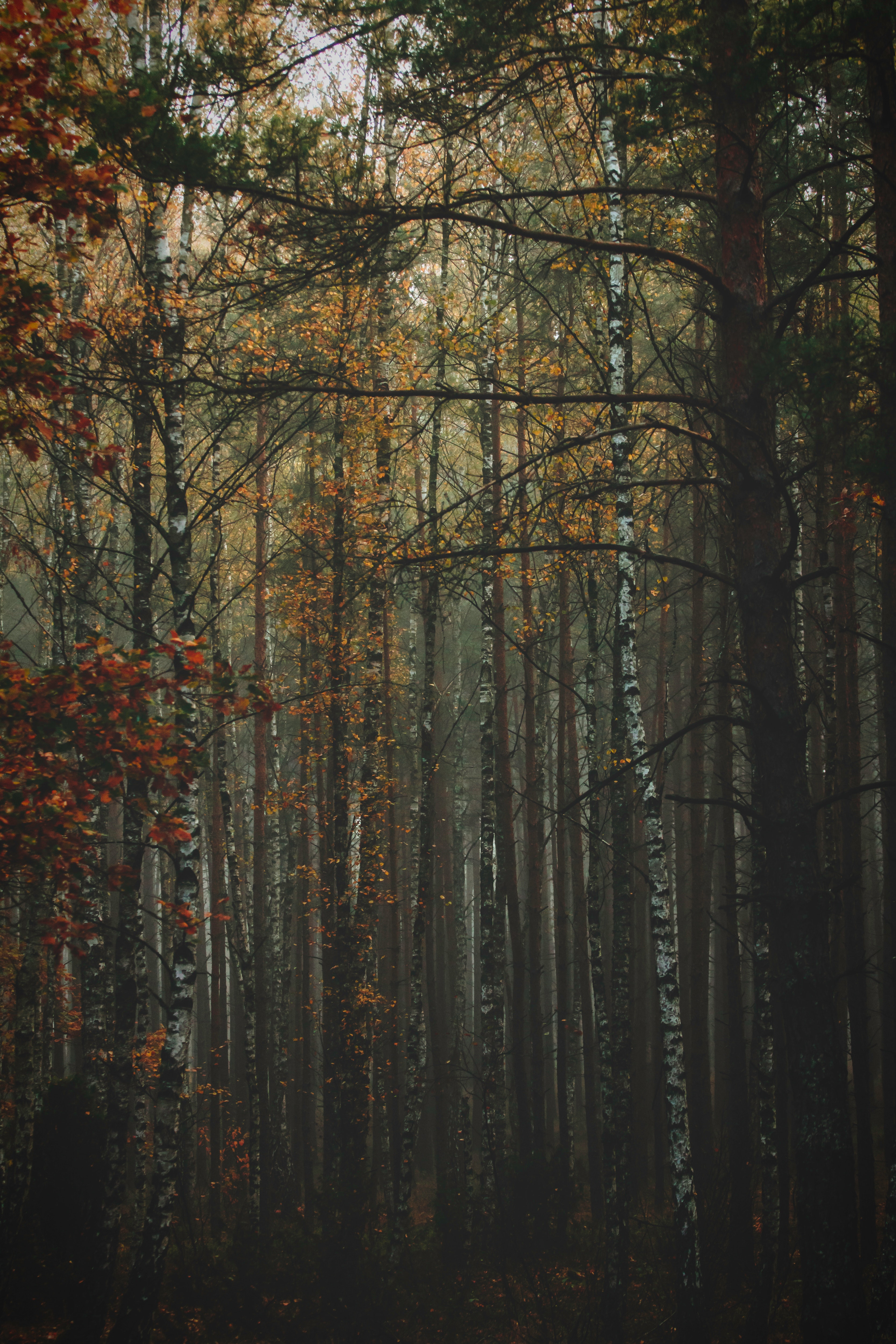 trunks, bark, forest, nature, trees, autumn, fog UHD