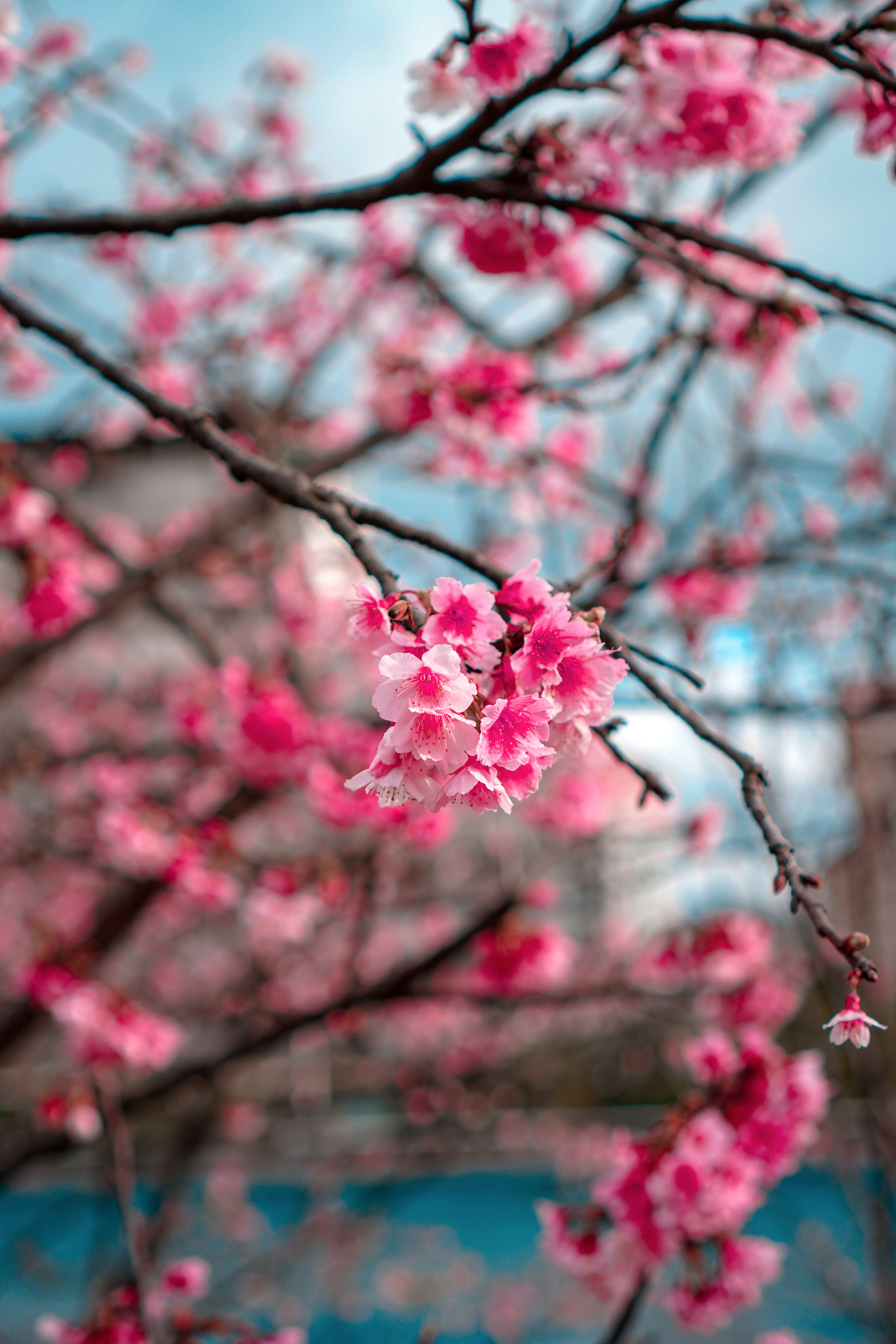 macro, sakura, flowers, bloom, flowering, branch