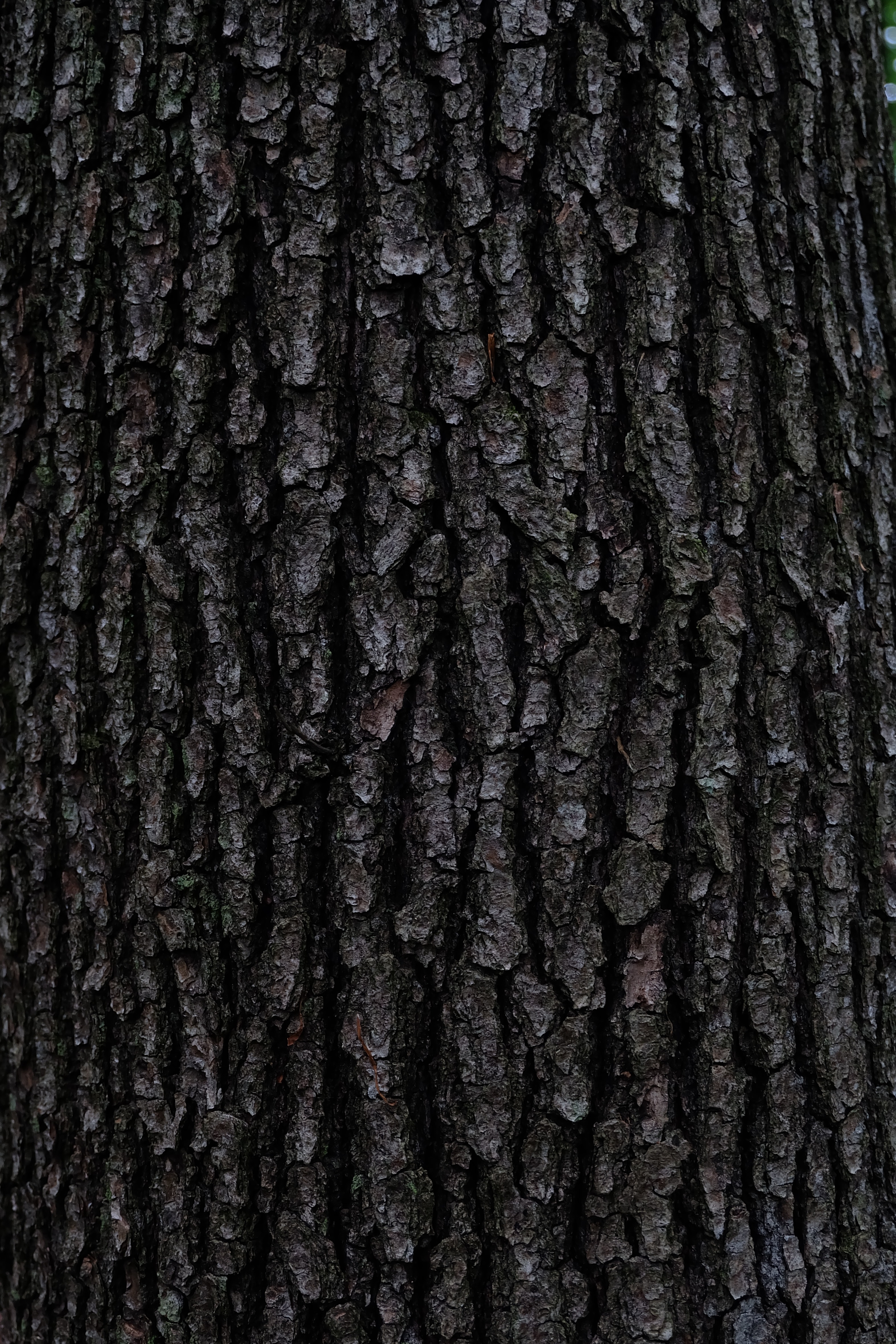 Download mobile wallpaper Textures, Wood, Tree, Bark, Relief, Texture for free.