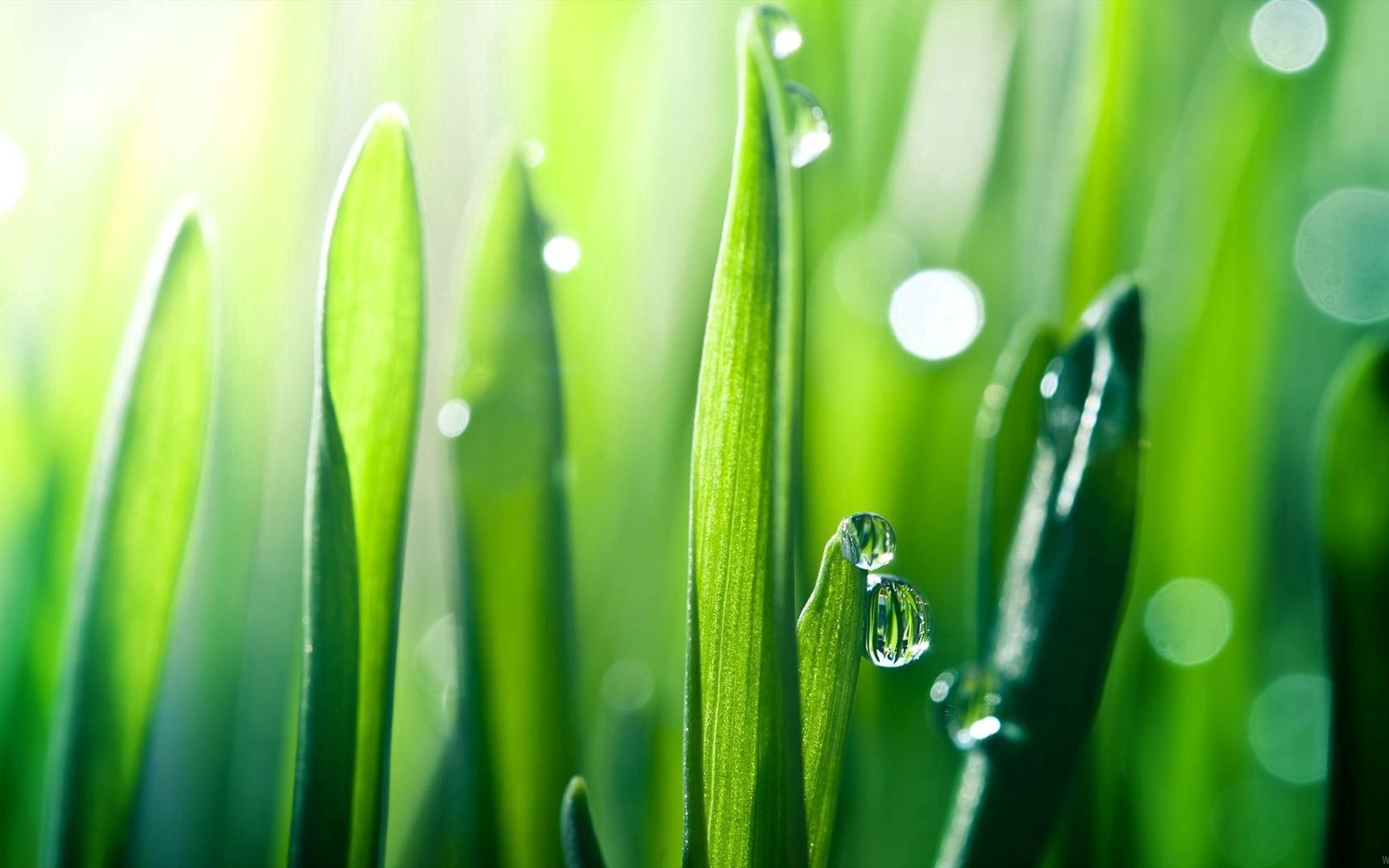 wallpapers grass, smooth, blur, drops, macro, dew