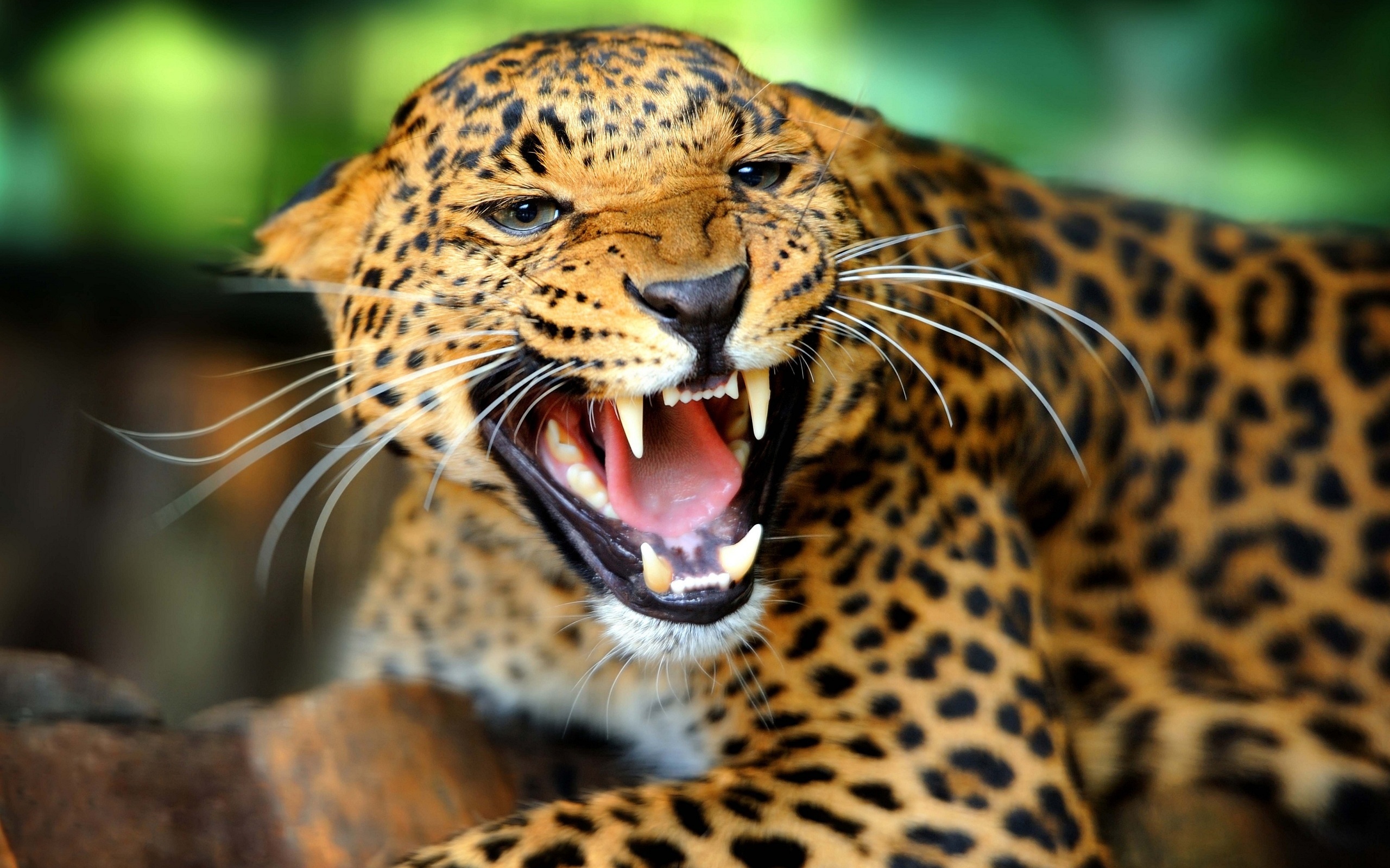 1473536 télécharger l'image léopard, animaux - fonds d'écran et économiseurs d'écran gratuits