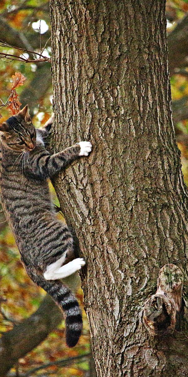 Climb animals. Кот на дереве. Кот д. Коты на деревьях. Кошки лазают по деревьям.