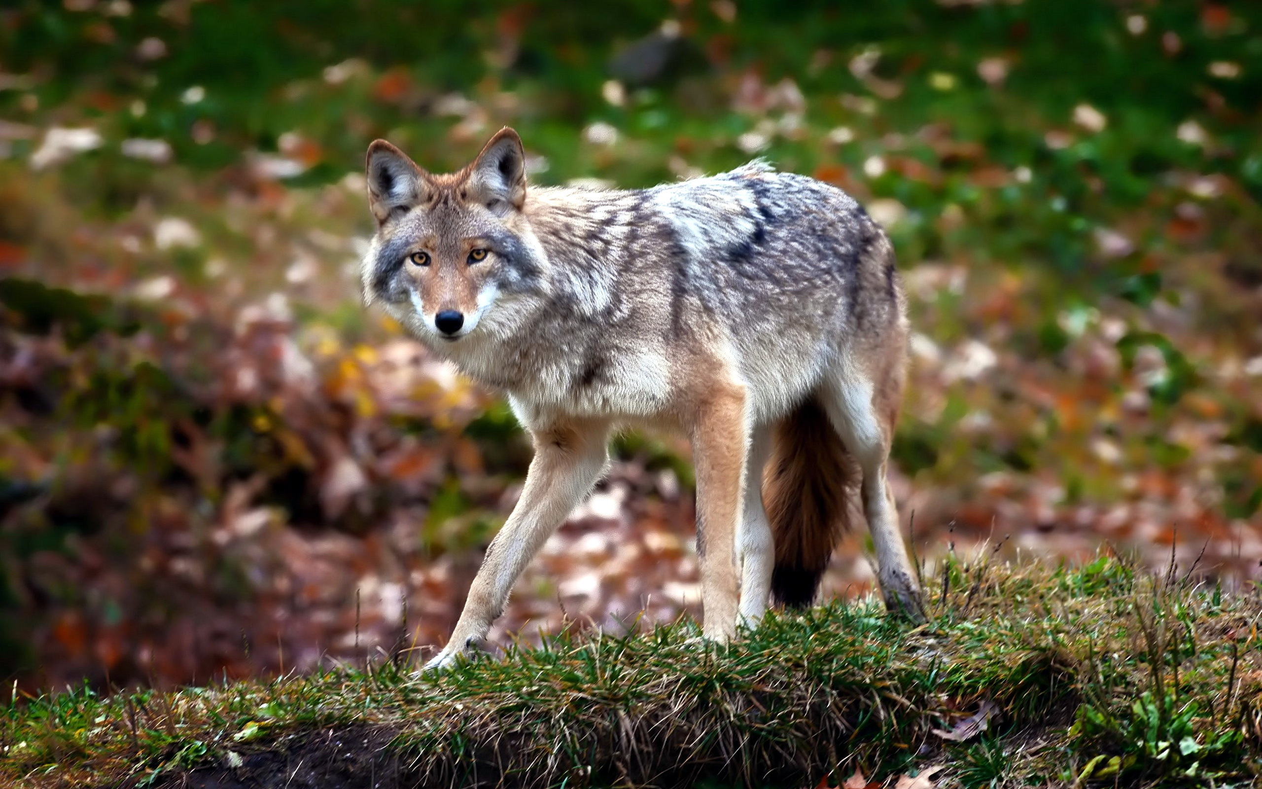 561096 télécharger le fond d'écran coyote, animaux - économiseurs d'écran et images gratuitement