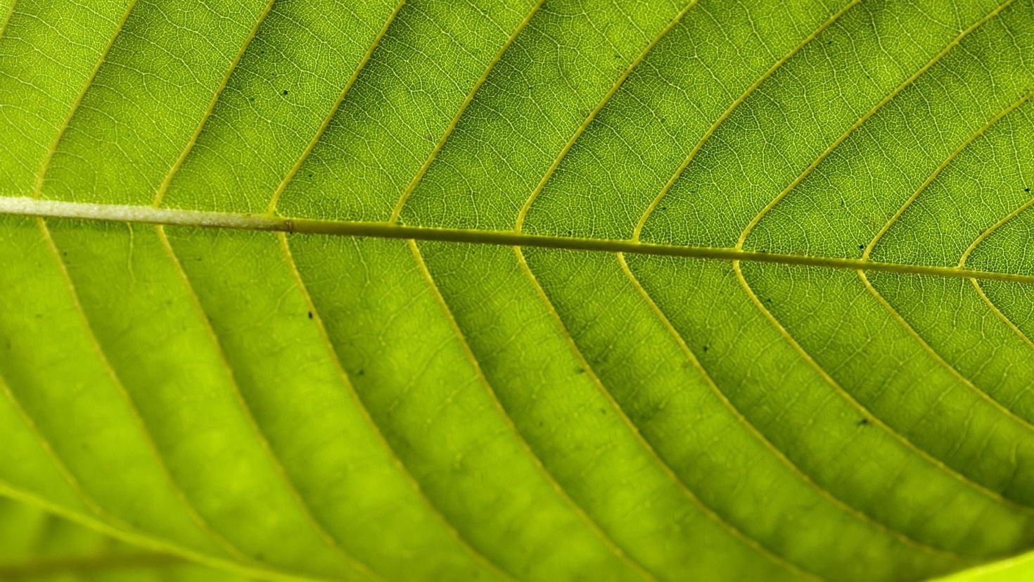 Leaf. Лист макро. Красивые листья растений. Текстура листа. Зеленый лист.