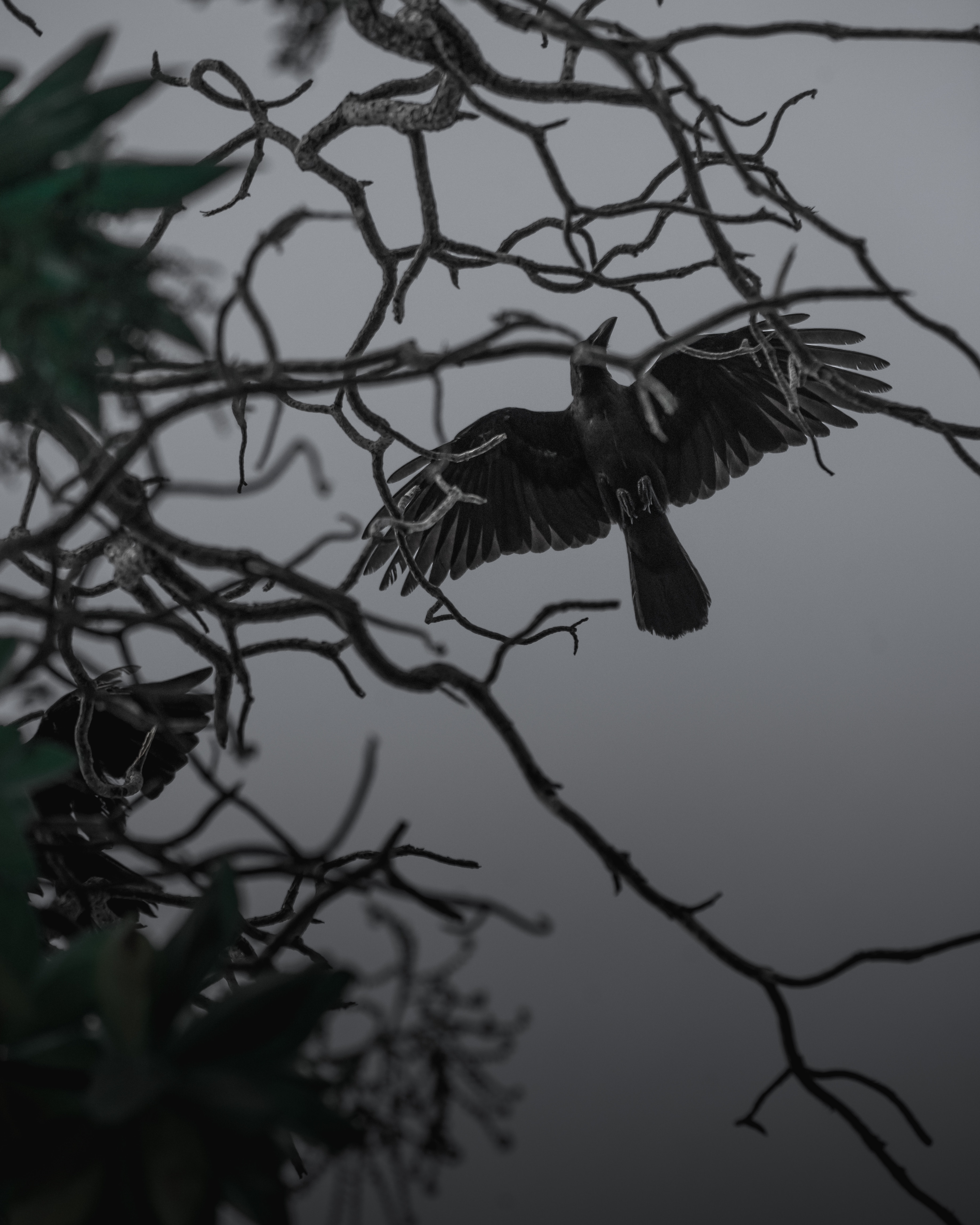 crow, animals, bird, branches, bw, chb, wings, fly, to fly HD wallpaper