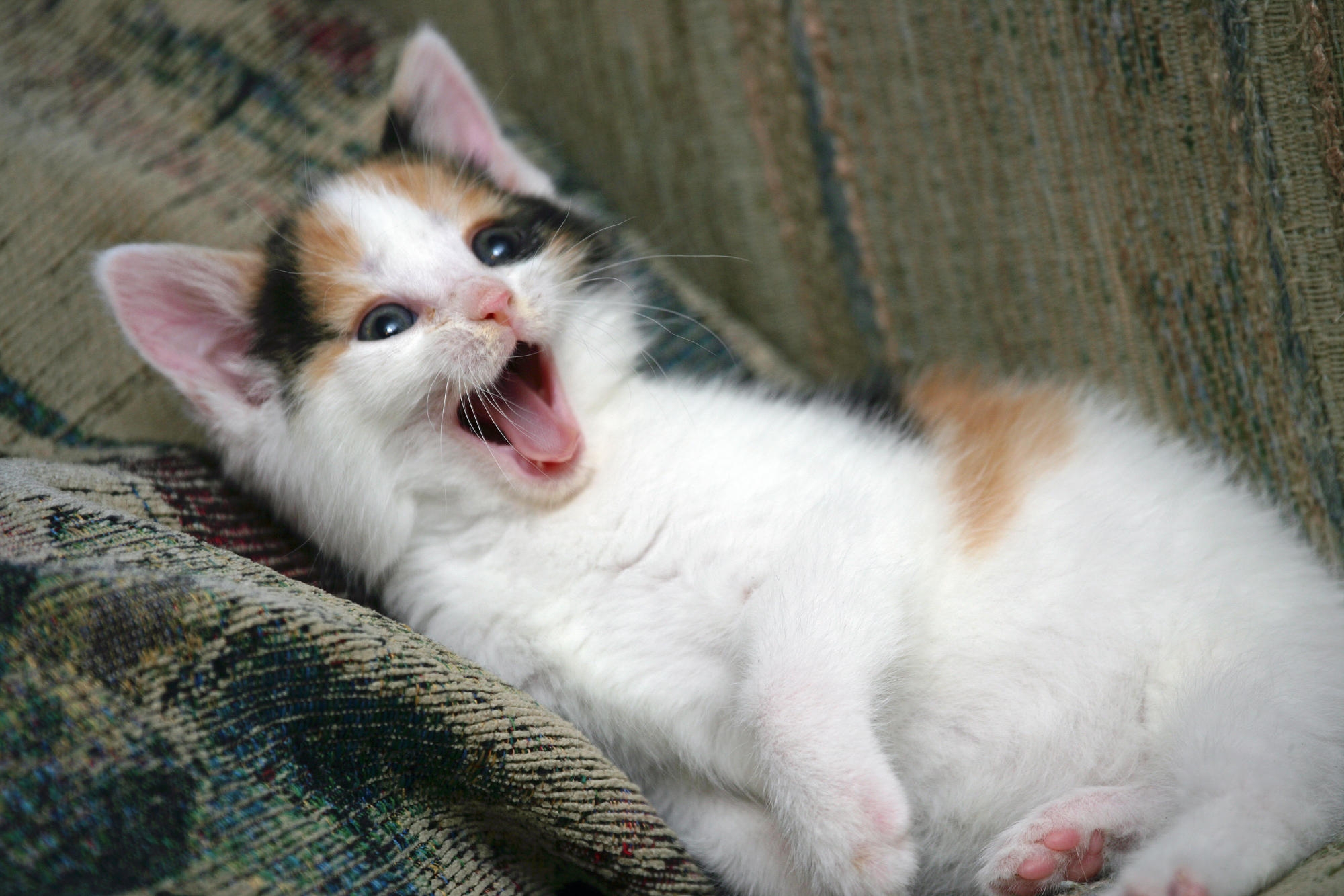 animals, kitty, kitten, muzzle, playful, to yawn, yawn phone wallpaper
