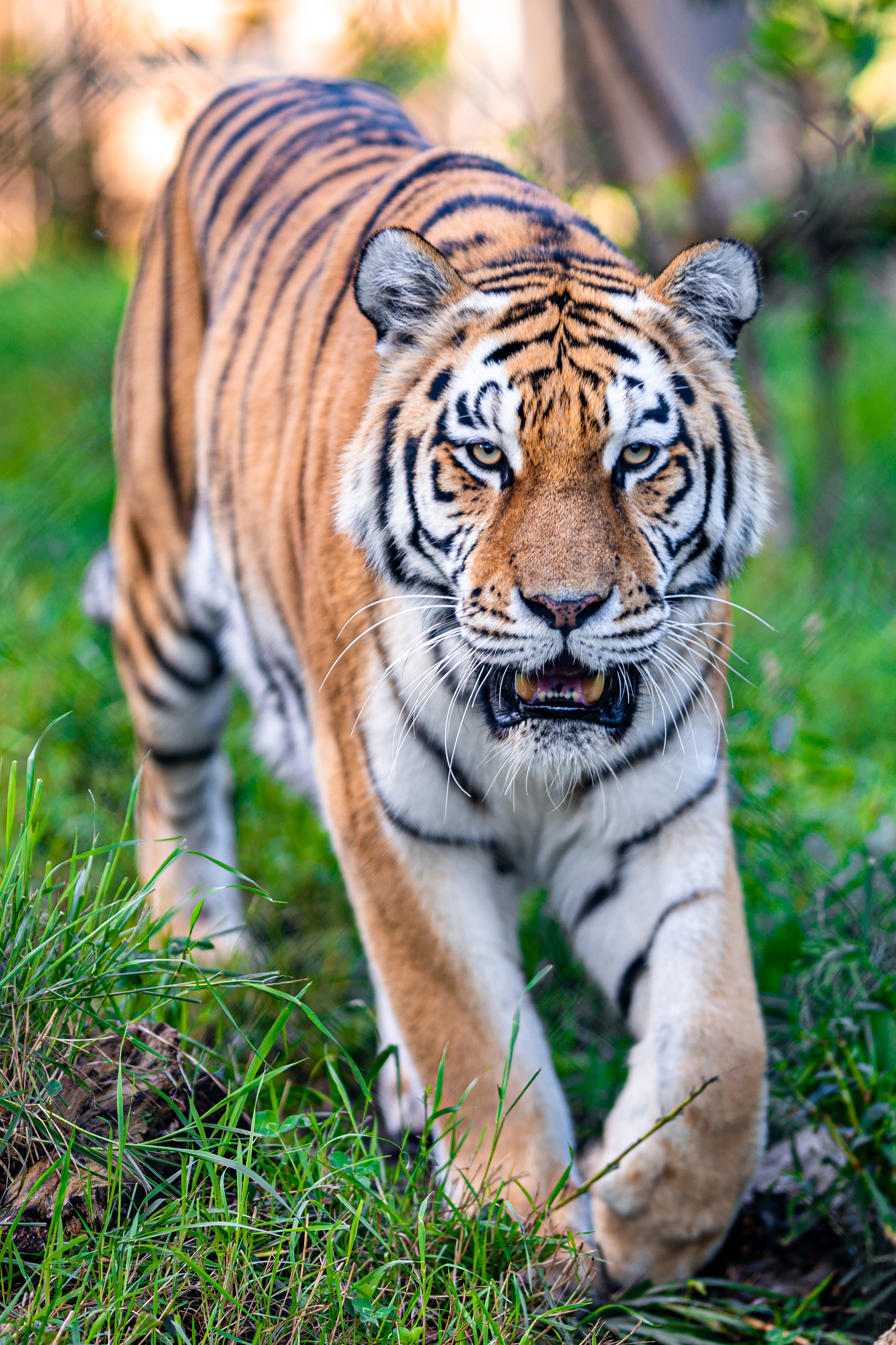 animals, big cat, predator, tiger, to fall, mouth, animal download HD wallpaper