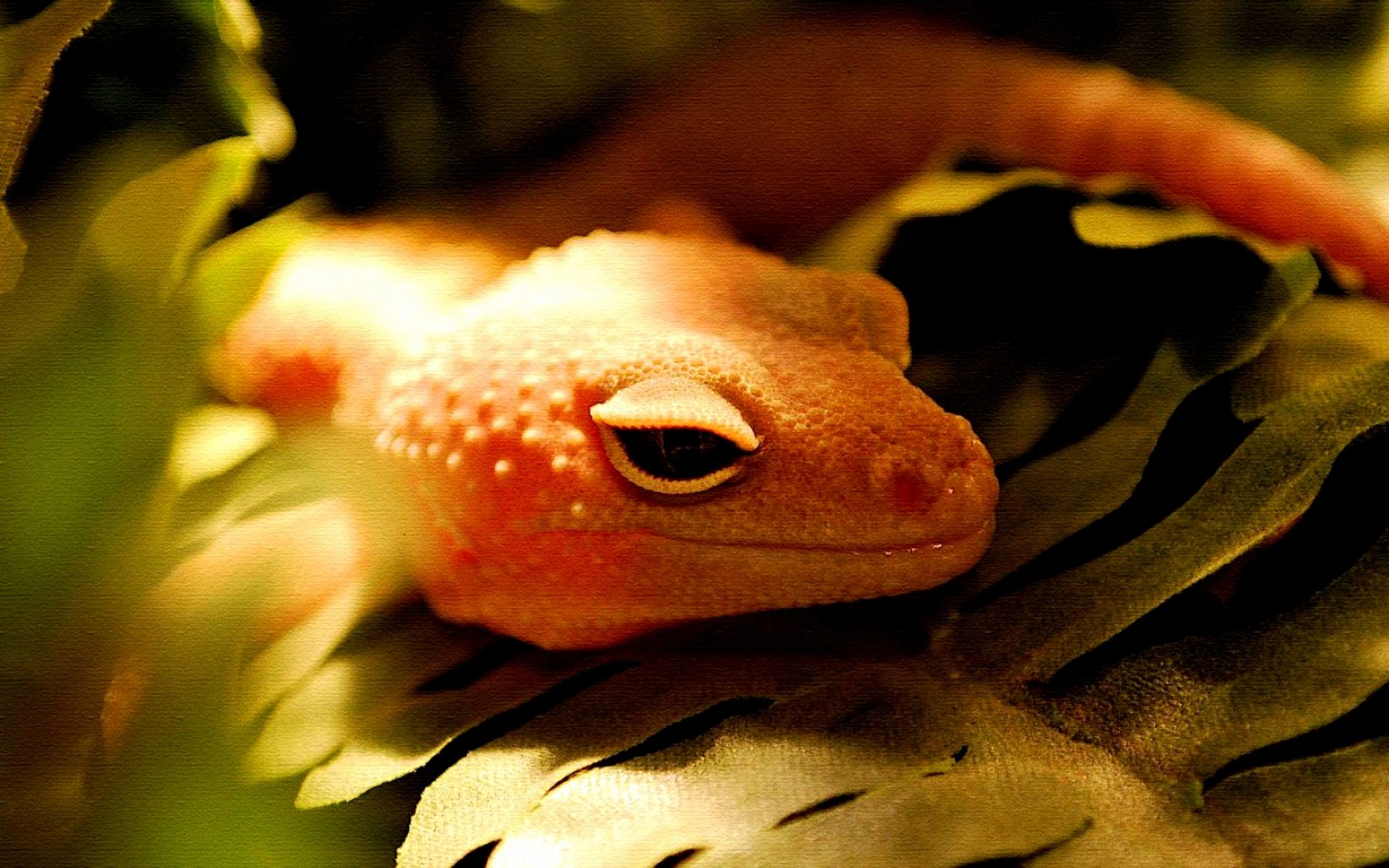 Download mobile wallpaper Animal, Gecko for free.