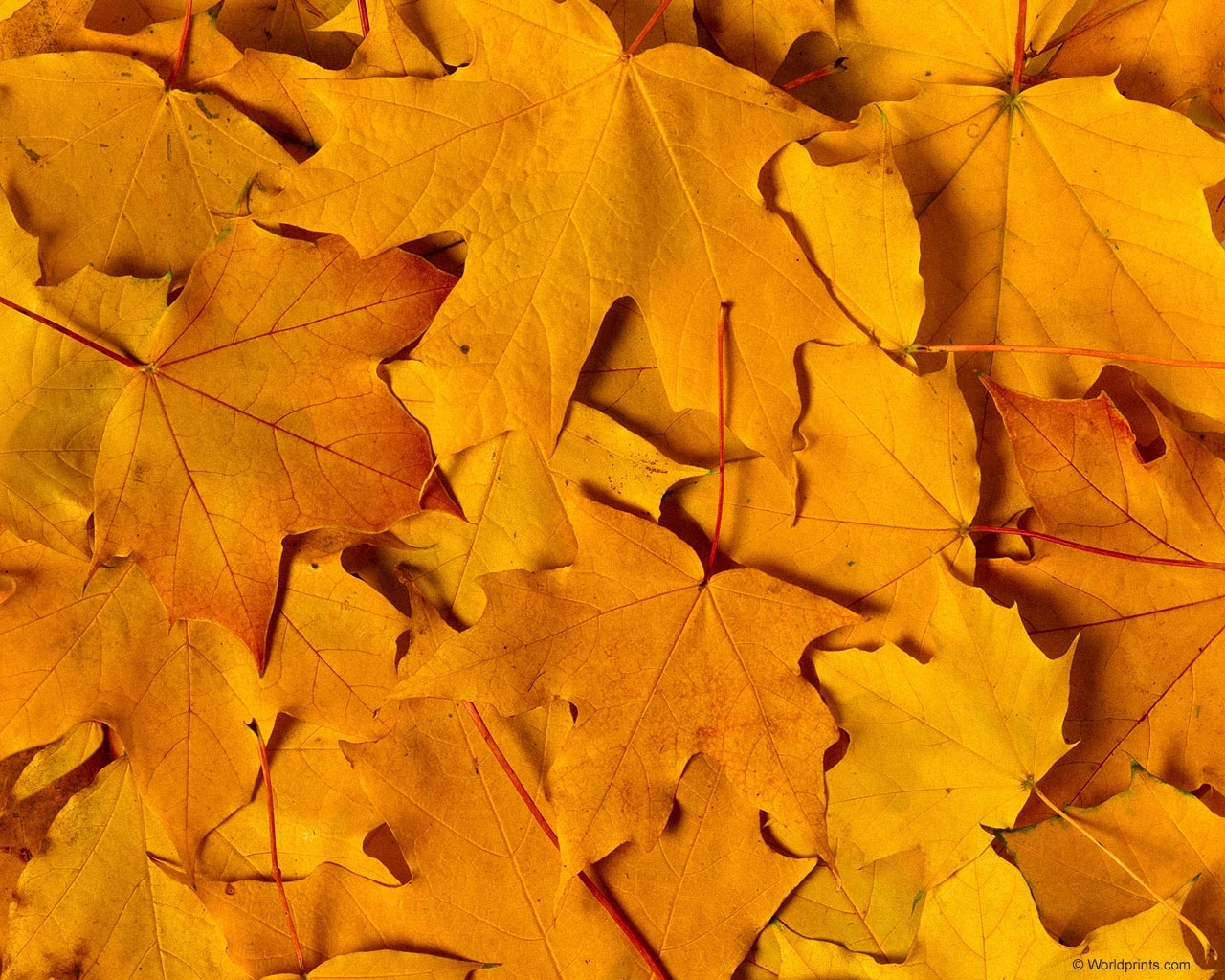 Download mobile wallpaper Leaves, Autumn, Background for free.