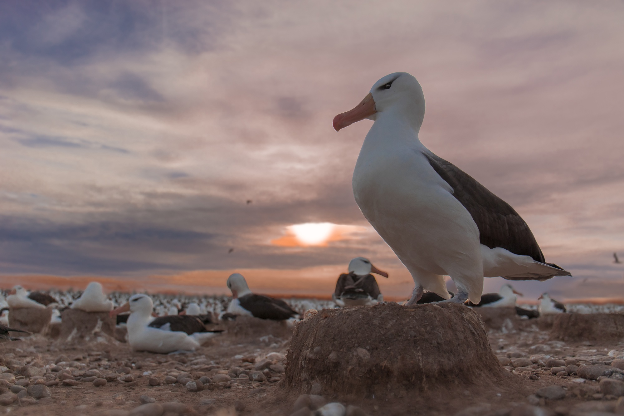 albatross, animal, bird, sunset, birds