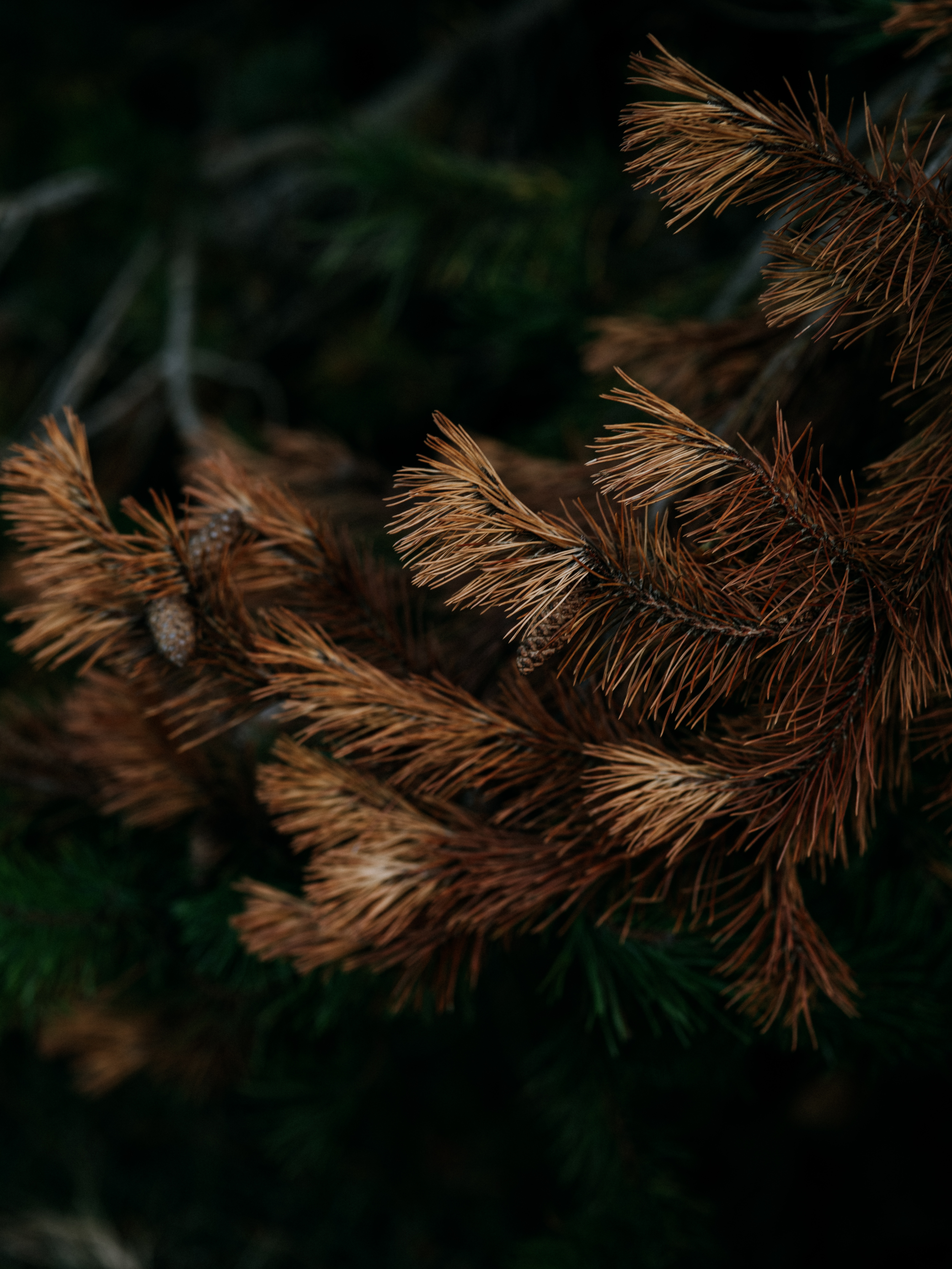 dry, nature, pine, branch, needles, cone, bump Phone Background
