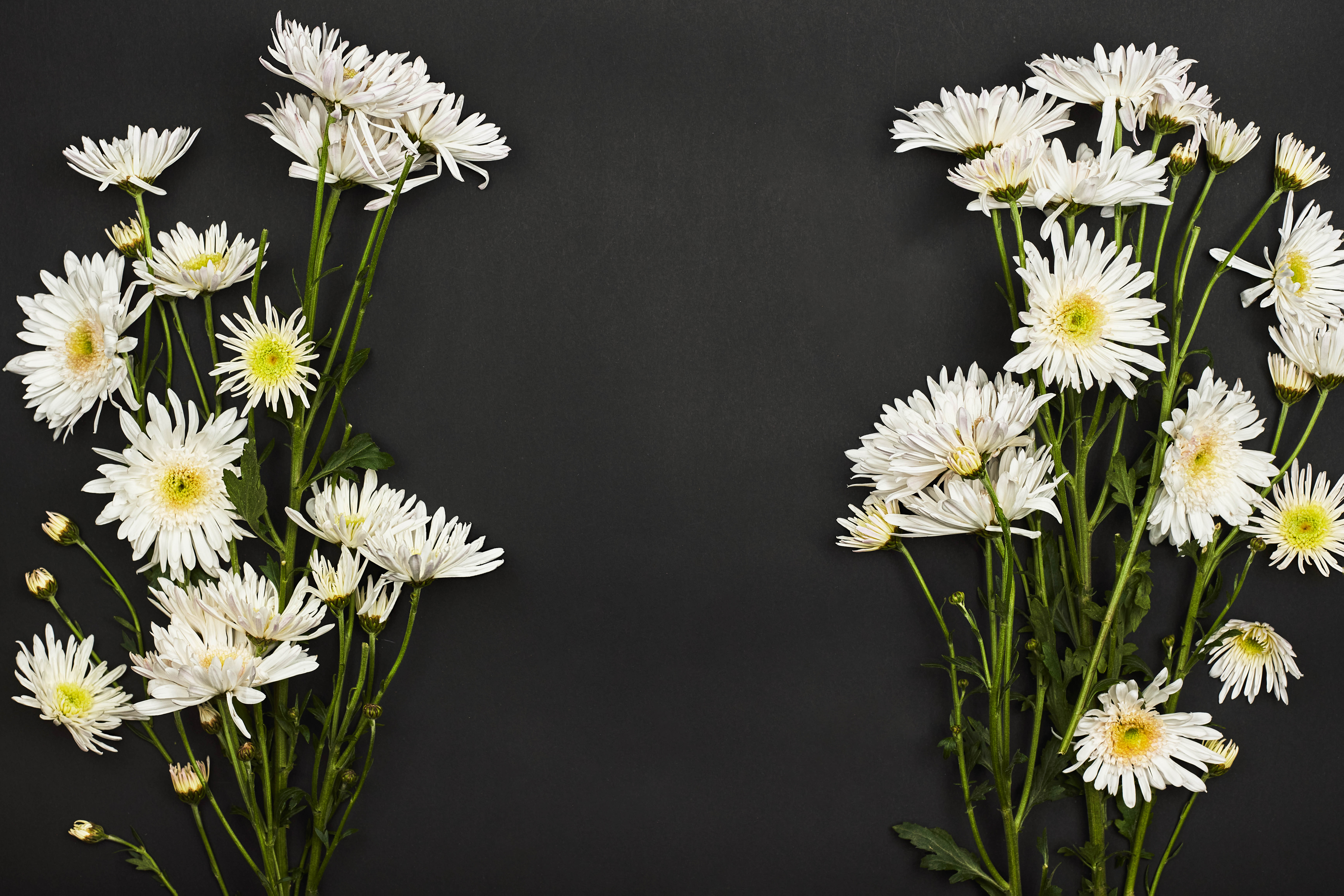 Descarga gratuita de fondo de pantalla para móvil de Crisantemo, Flores, Ramo.