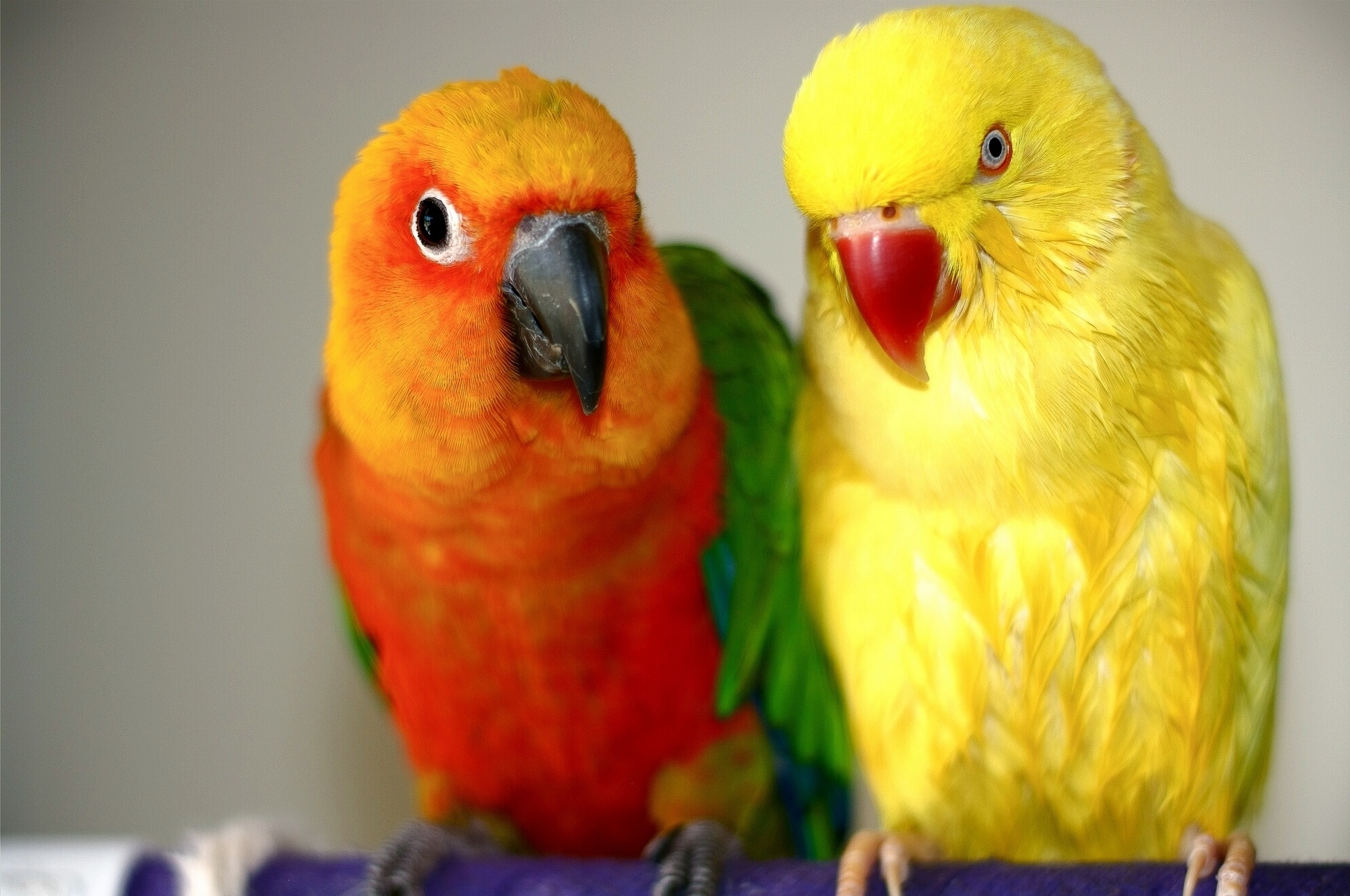 Laden Sie das Vögel, Paar, Endaya, Yendaya, Tiere, Papageien-Bild kostenlos auf Ihren PC-Desktop herunter
