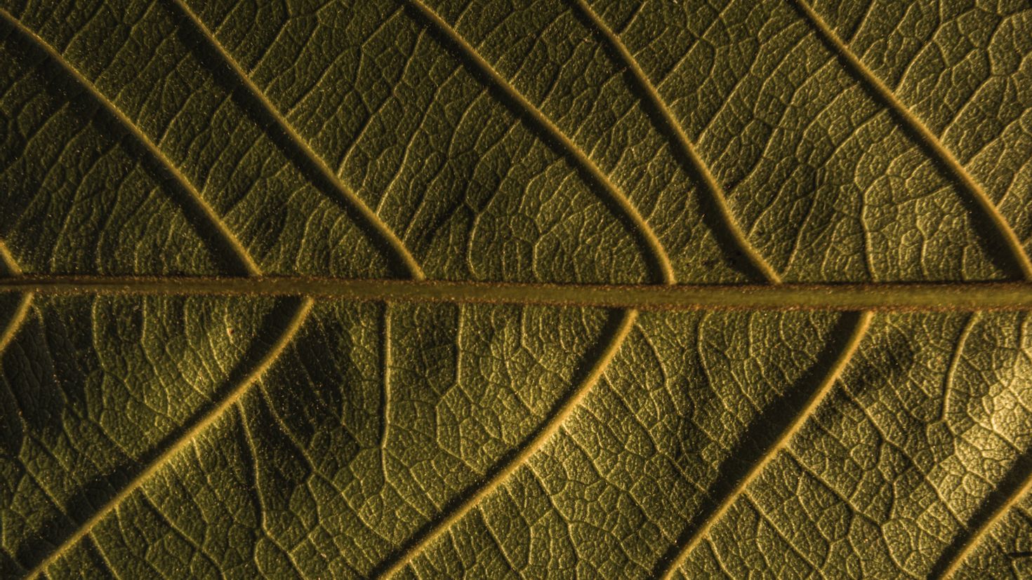 Обои зелено коричневые. Лист в макро жилки. Листья растений. Лист с прожилками. Текстура листьев.