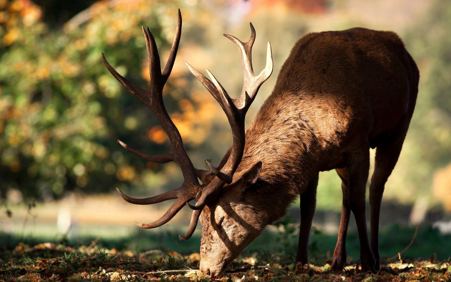 1920x1080 Background deer, stroll, animals, autumn, horns