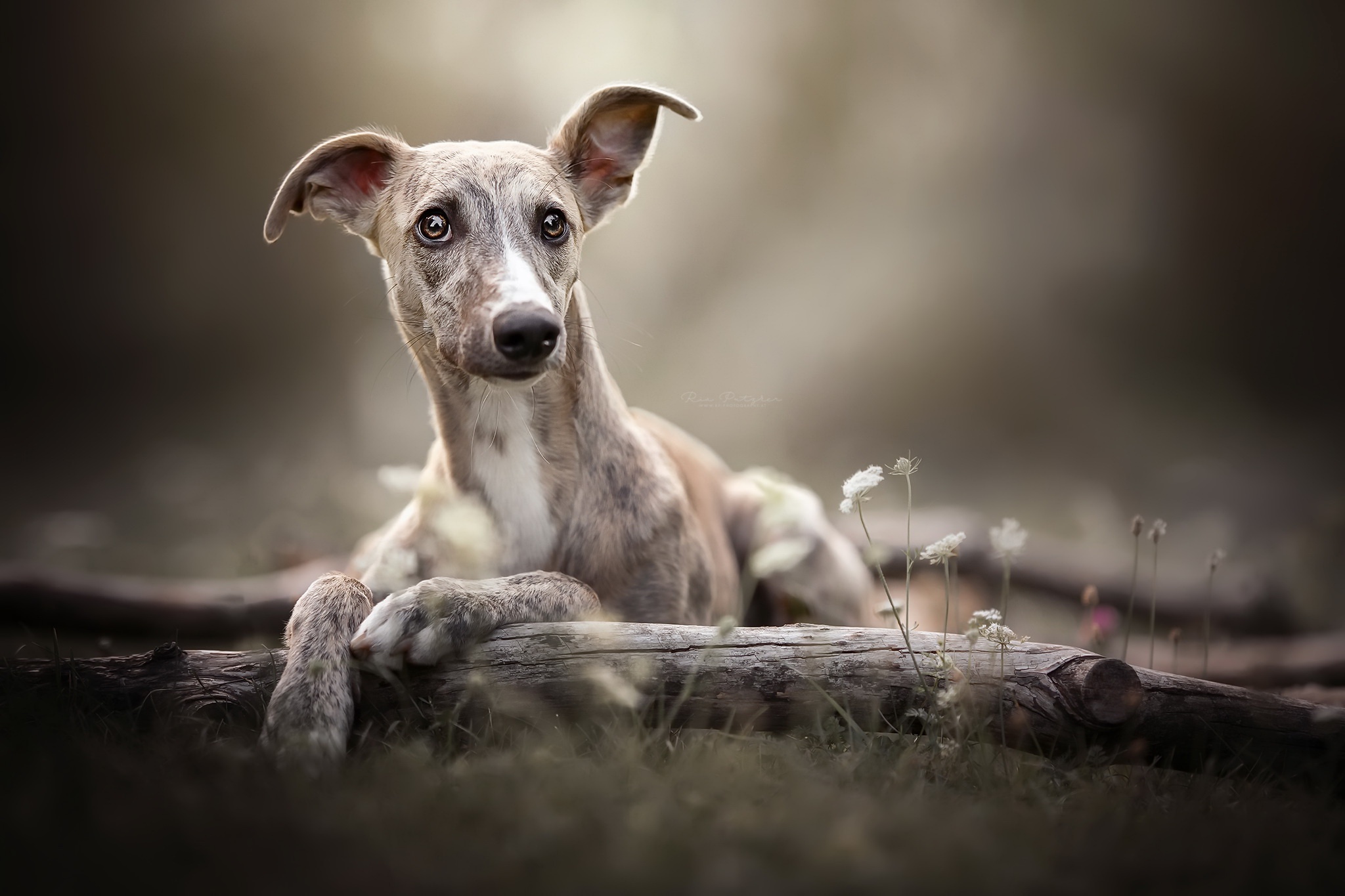 498886 descargar imagen animales, lebrel, perro, perros: fondos de pantalla y protectores de pantalla gratis