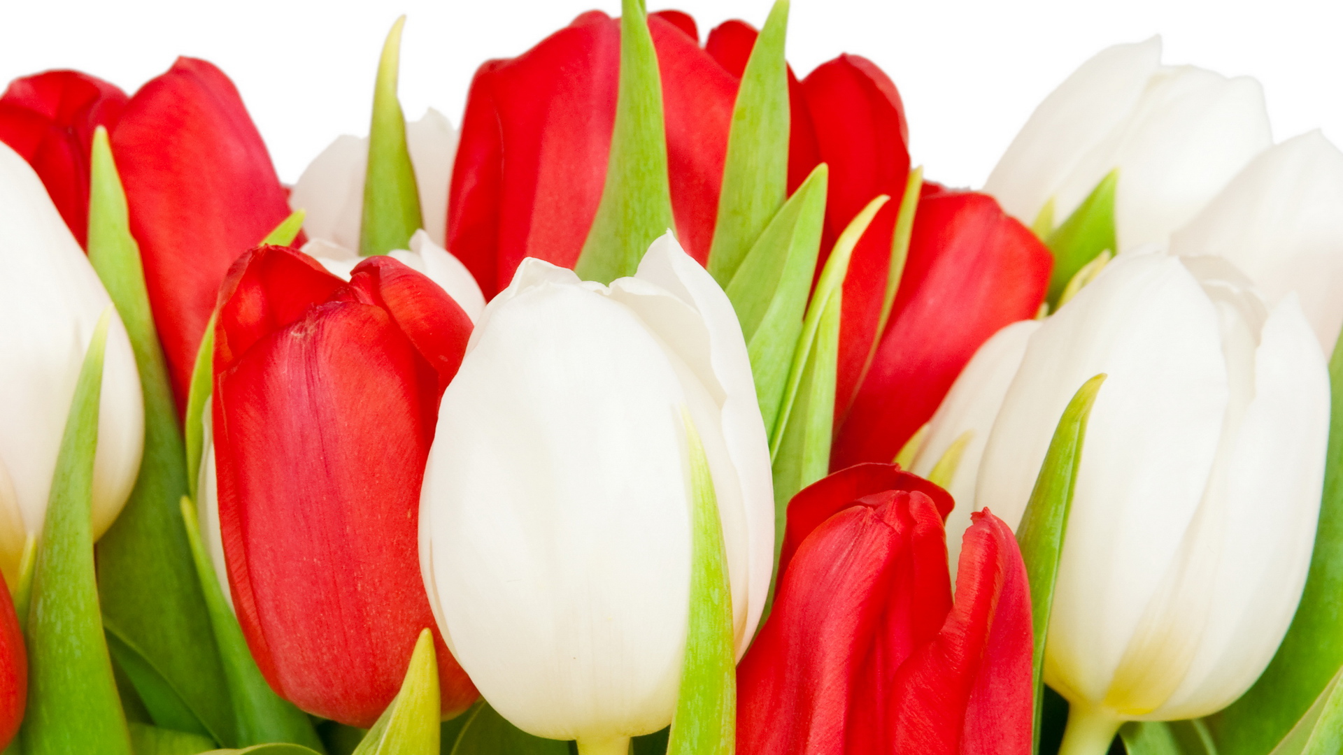 tulips, plants, flowers Ultra HD, Free 4K, 32K