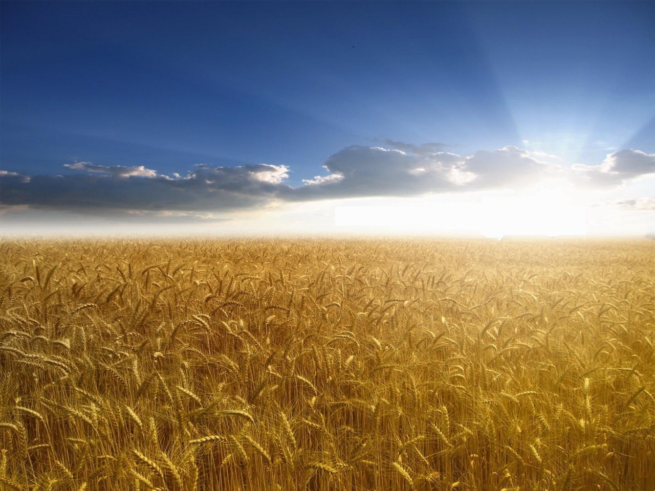 wheat, fields, landscape, sky, sun HD wallpaper