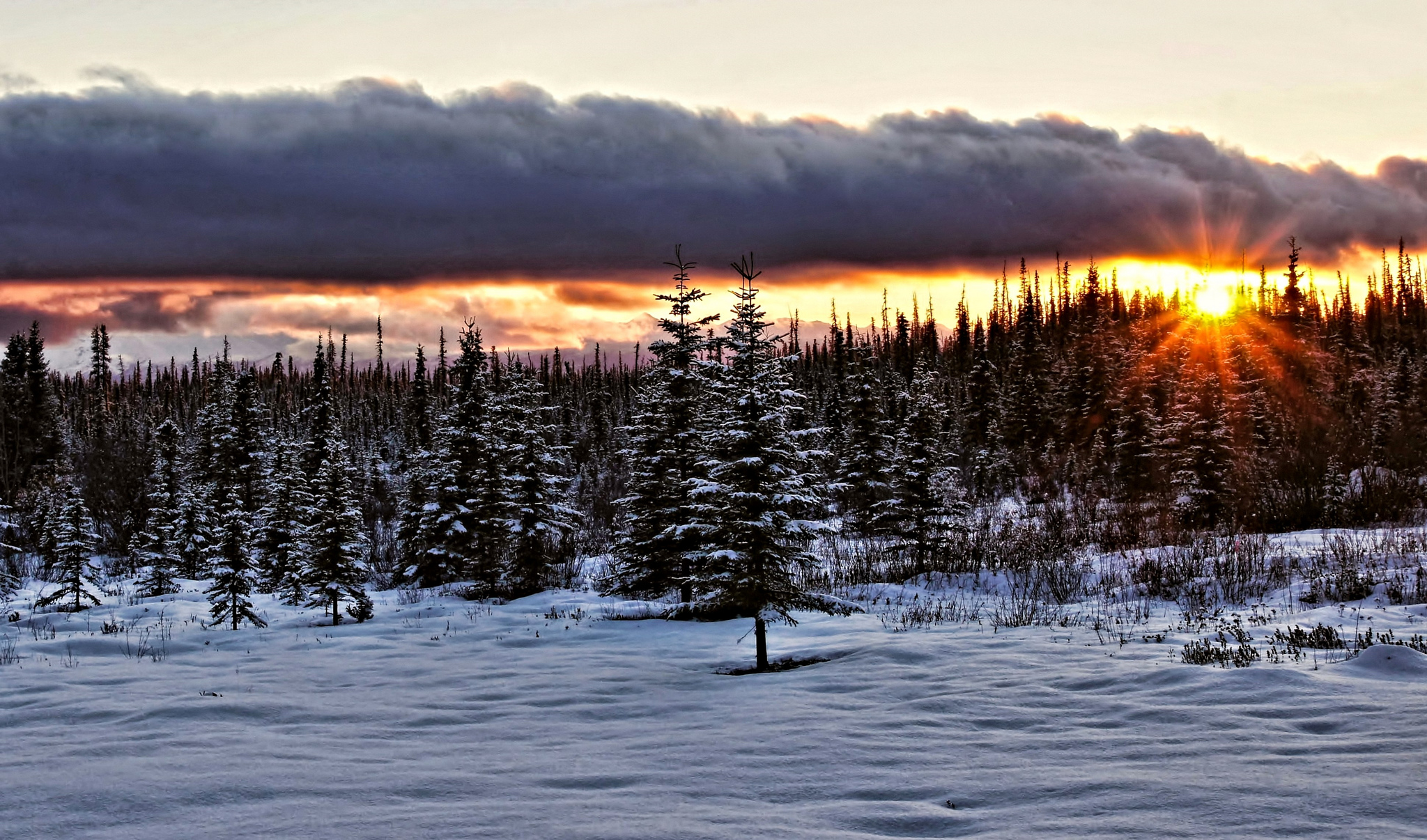 Аляска лес зима