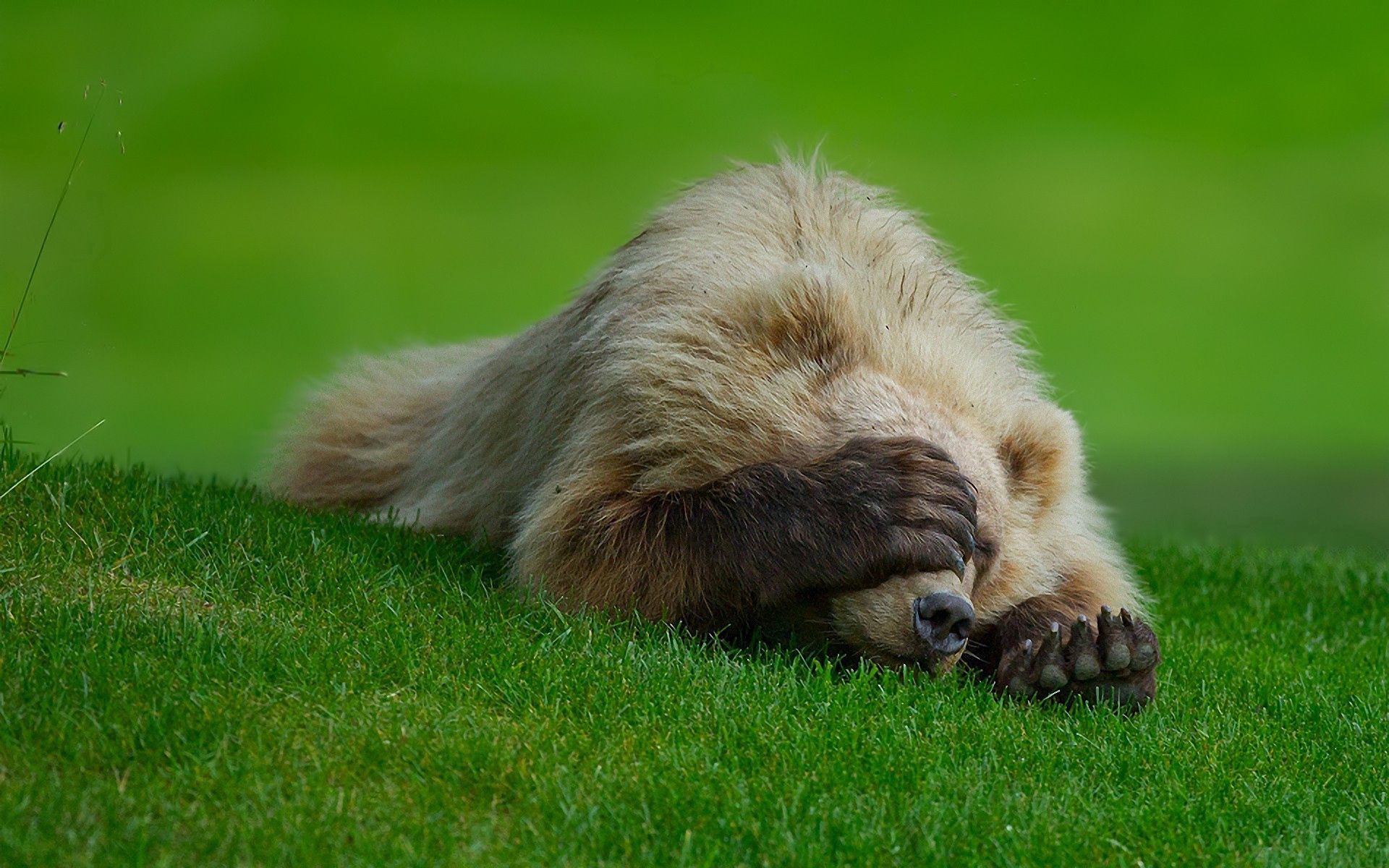 animals, grass, to lie down, lie, bear, hide, paw wallpapers for tablet