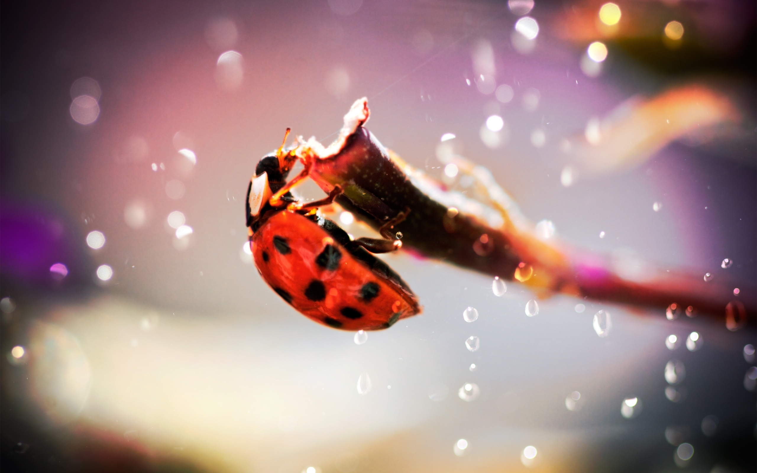 Download mobile wallpaper Ladybugs, Insects for free.