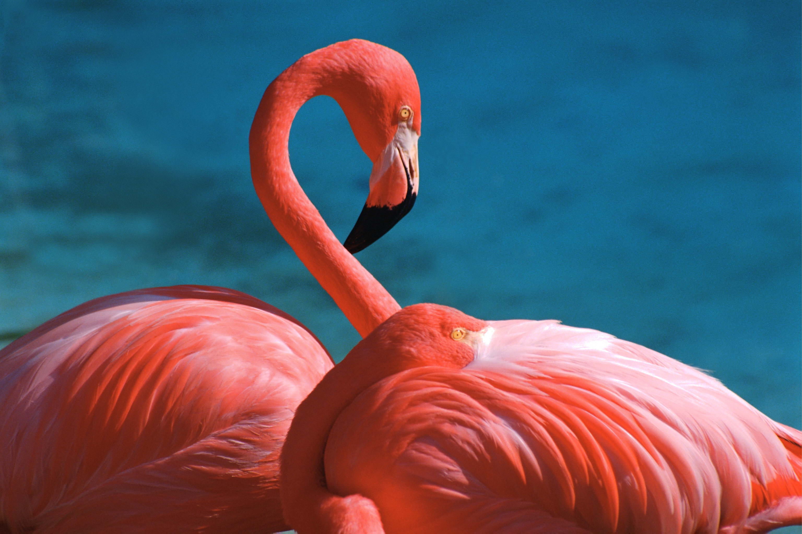 Фламинго. Розовый Фламинго дитя. Фламинго Грейтер. Розовый Фламинго в Азербайджане. Пинфлойд Фламинго.