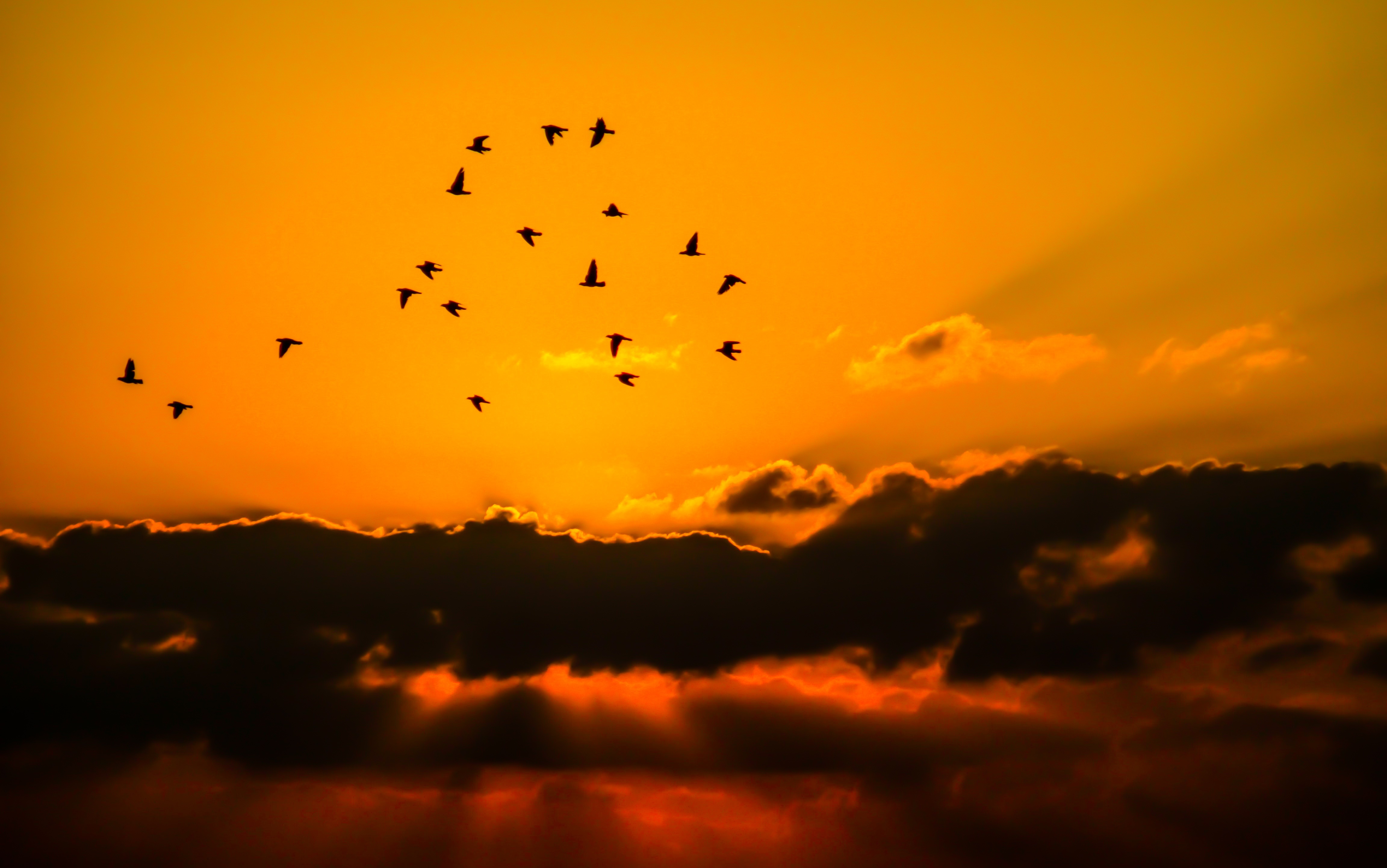 810776 免費下載壁紙 自然, 日落, 鸟, 云, 鸟群, 橙色（颜色）, 轮廓, 天空, 阳光 屏保和圖片