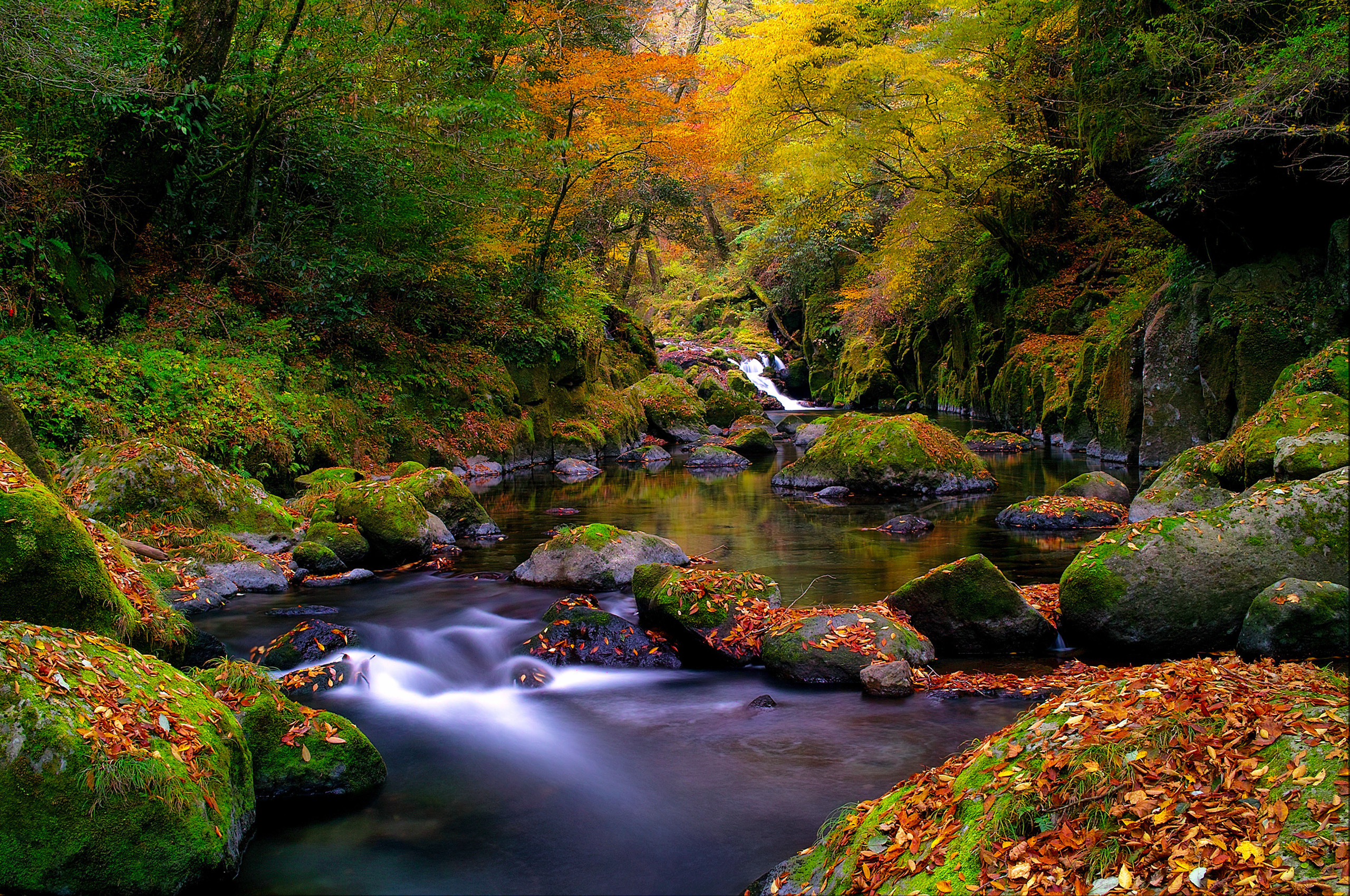 203107 скачать картинку осень, земля/природа, ручей, лес, мох, дерево - обои и заставки бесплатно