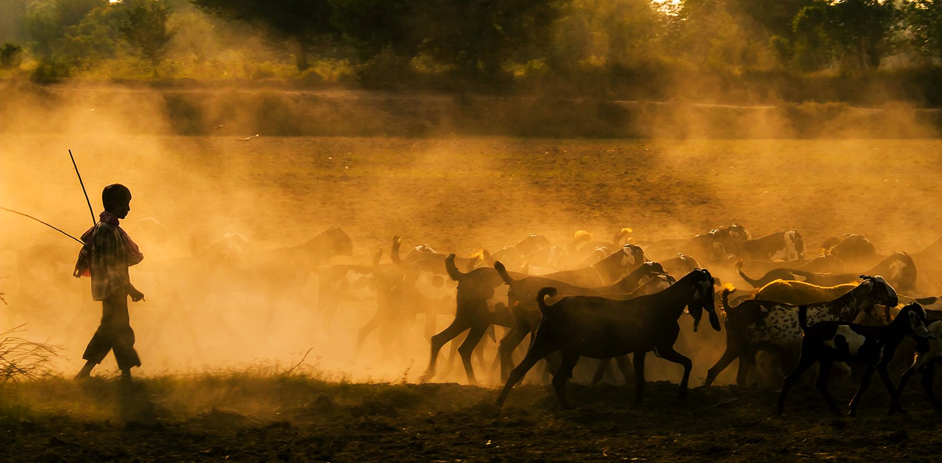 photography, landscape, countryside, dust, goat, nature