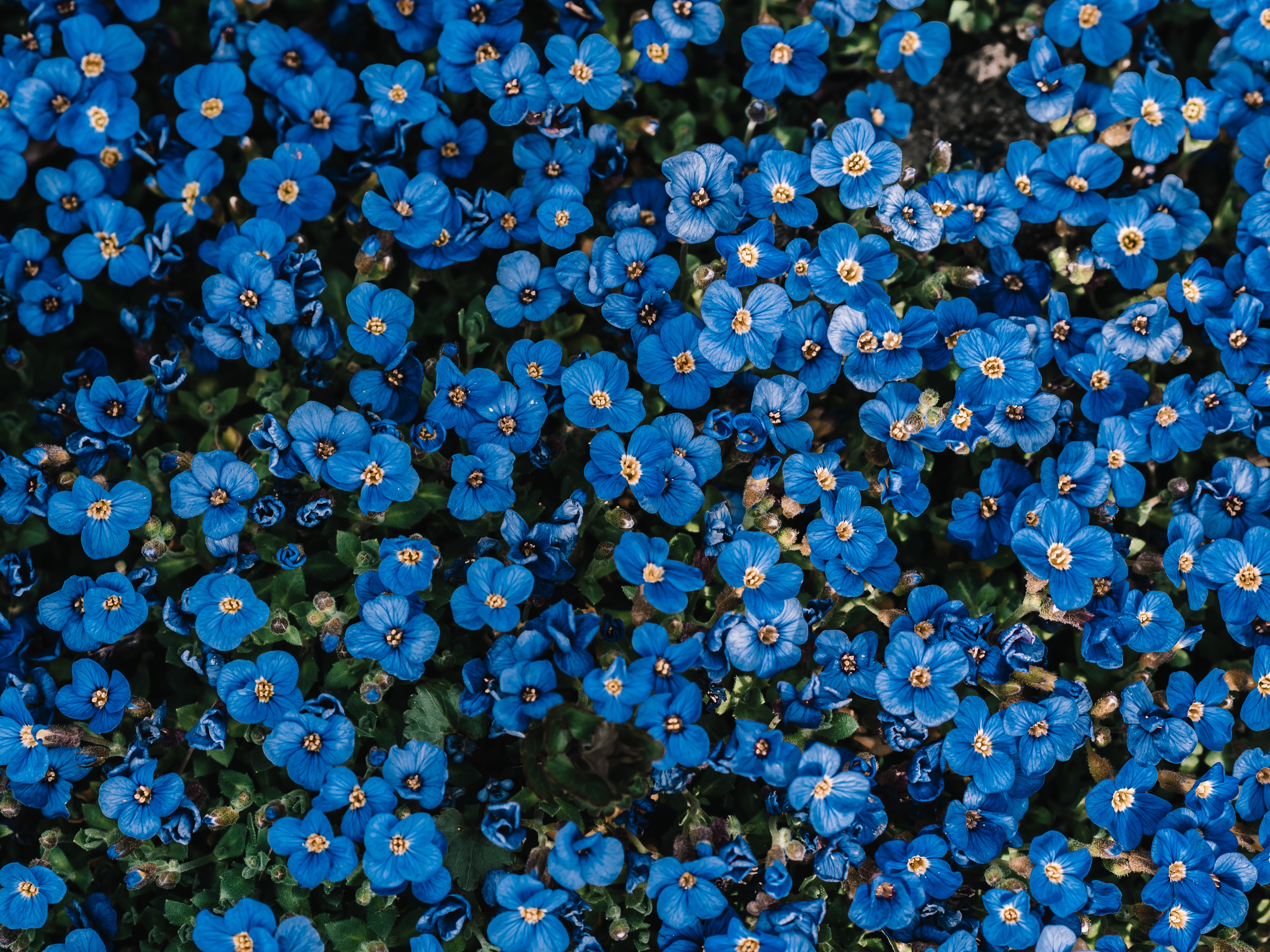 bloom, blue, flowers, flowering, plant, decorative iphone wallpaper