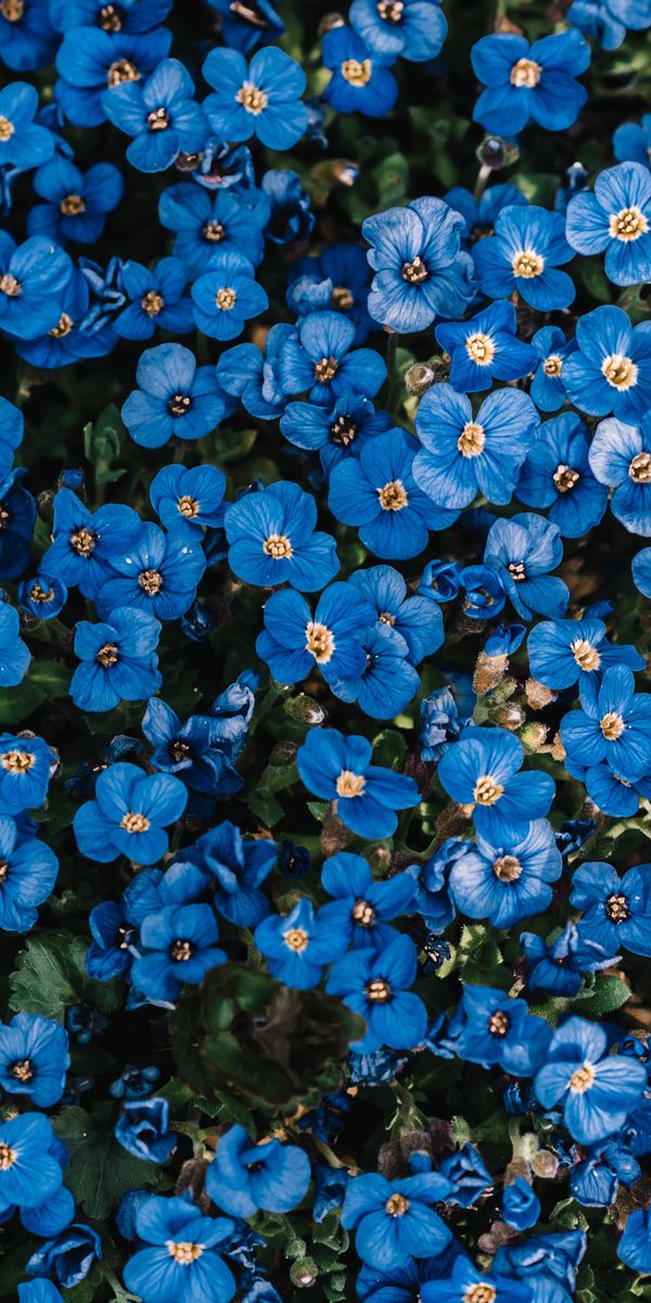 Аргентариум цветы фото и описание