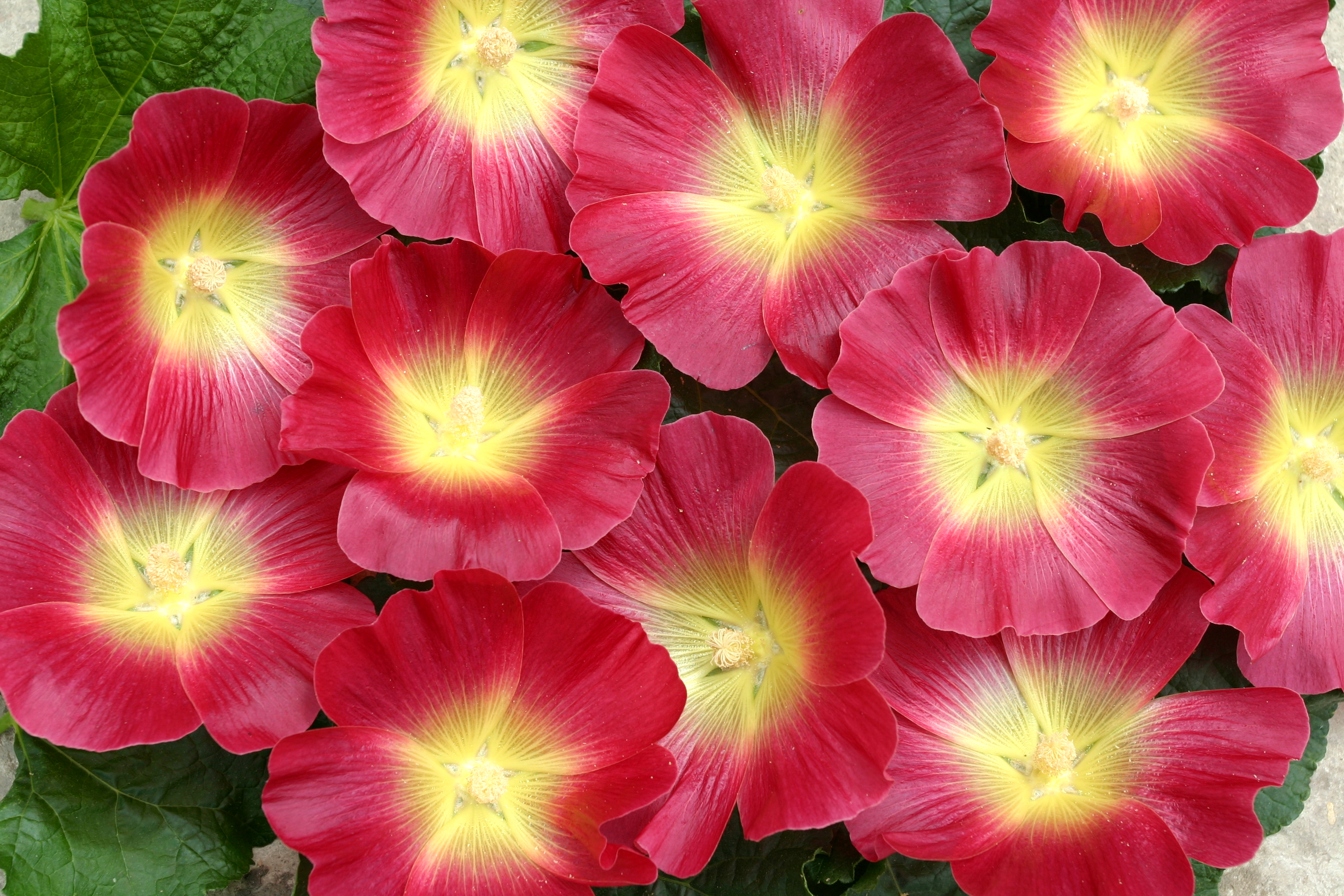 390197 descargar fondo de pantalla tierra/naturaleza, flor, malva, flor roja, flores: protectores de pantalla e imágenes gratis